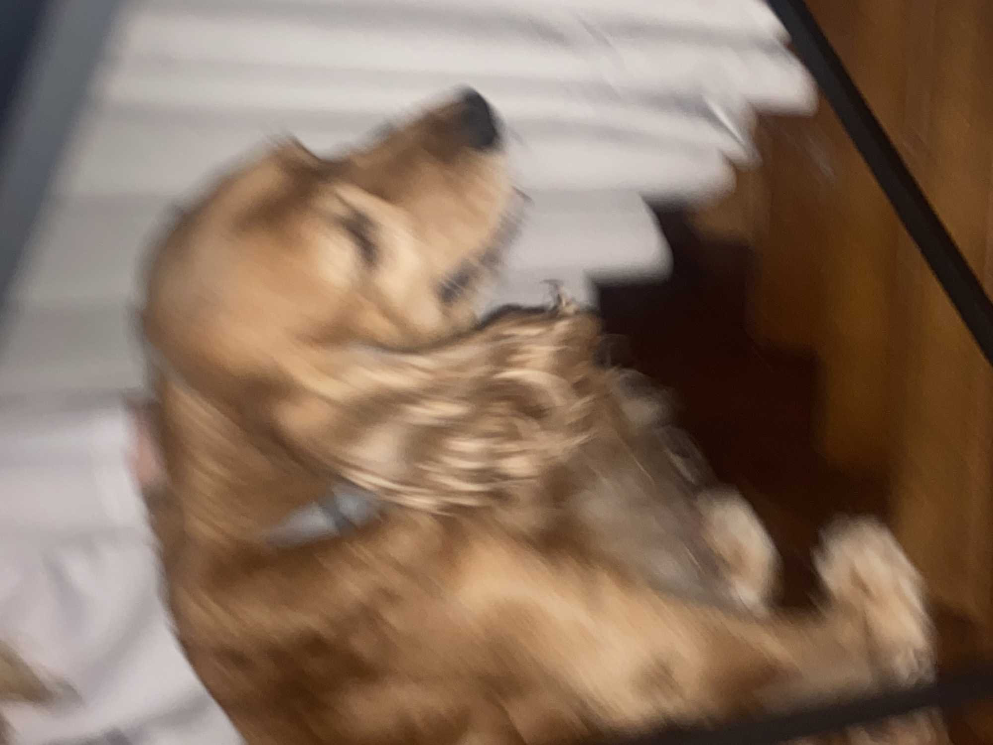 The image shows a blurry medium shot of a golden-colored dog, likely a cocker spaniel, sitting on a wooden floor. The dog is facing to the right, with its head tilted slightly downwards. The background consists of a white curtain or fabric to the right and a person or light-colored material to the left. The overall lighting is dim, and the motion blur suggests the image was taken during a movement. There is no discernible information about the location in Warsaw, Poland.