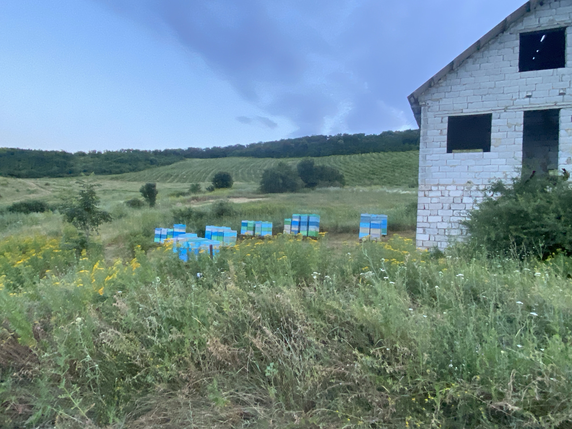 In Horodca, Moldova, an unfinished, white brick building stands to the right of a field of wildflowers and tall grass. In the middle ground, several stacks of colorful beehives, predominantly blue and yellow, are arranged in rows. Behind the beehives, a gentle slope covered in green crops, likely vineyards, rises towards a tree line under a cloudy sky. The overall scene depicts a rural apiary with an agricultural landscape.