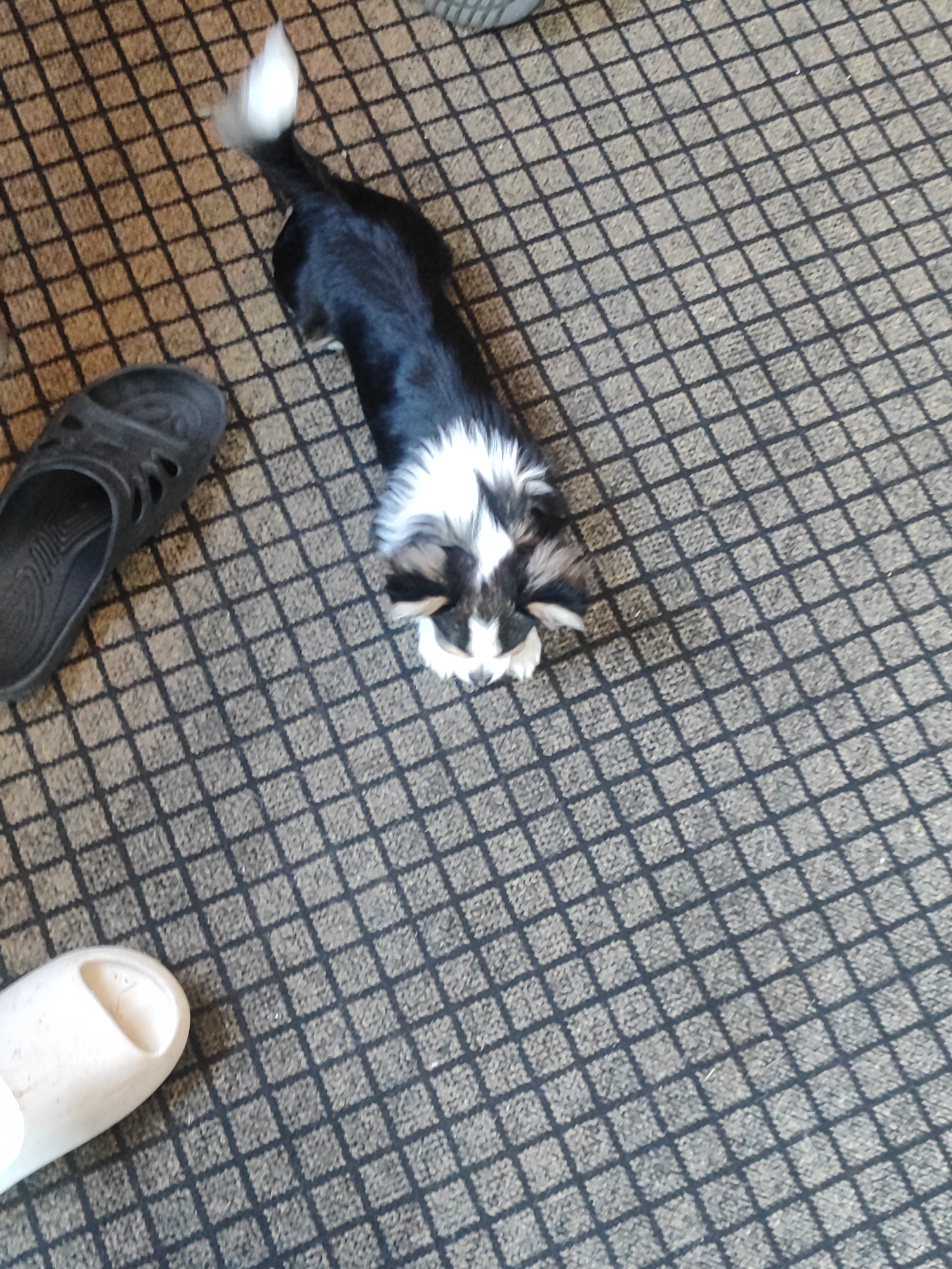 A black and white dog with a fluffy white tail and markings on its face is lying on a patterned carpet. The dog is positioned in the center of the frame, facing away from the viewer. A black sandal is visible on the left side of the image, and a white slipper is on the bottom left. The carpet has a grid-like pattern in shades of brown and grey. The lighting suggests an indoor setting. No people are visible, and no text is present in the image.
