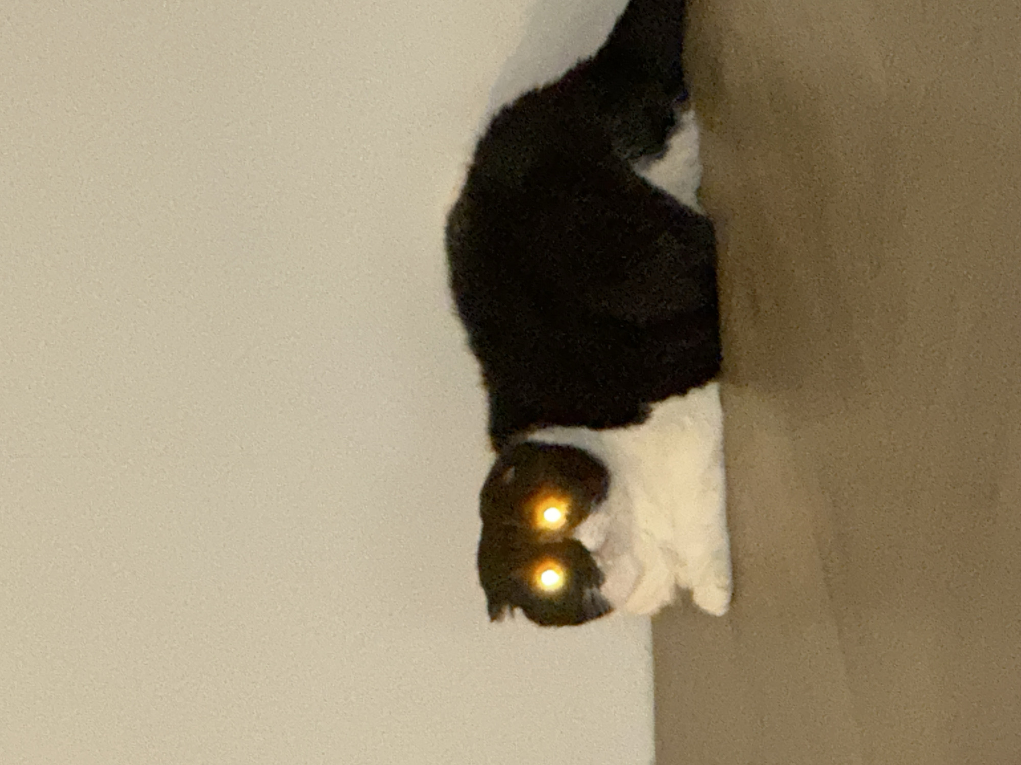 A cat is upside down. The cat has black and white fur. Its eyes are reflecting light. The cat is on a wall next to a corner. The wall is light colored. The location is unknown and is not related to Kharnavy, Russia.