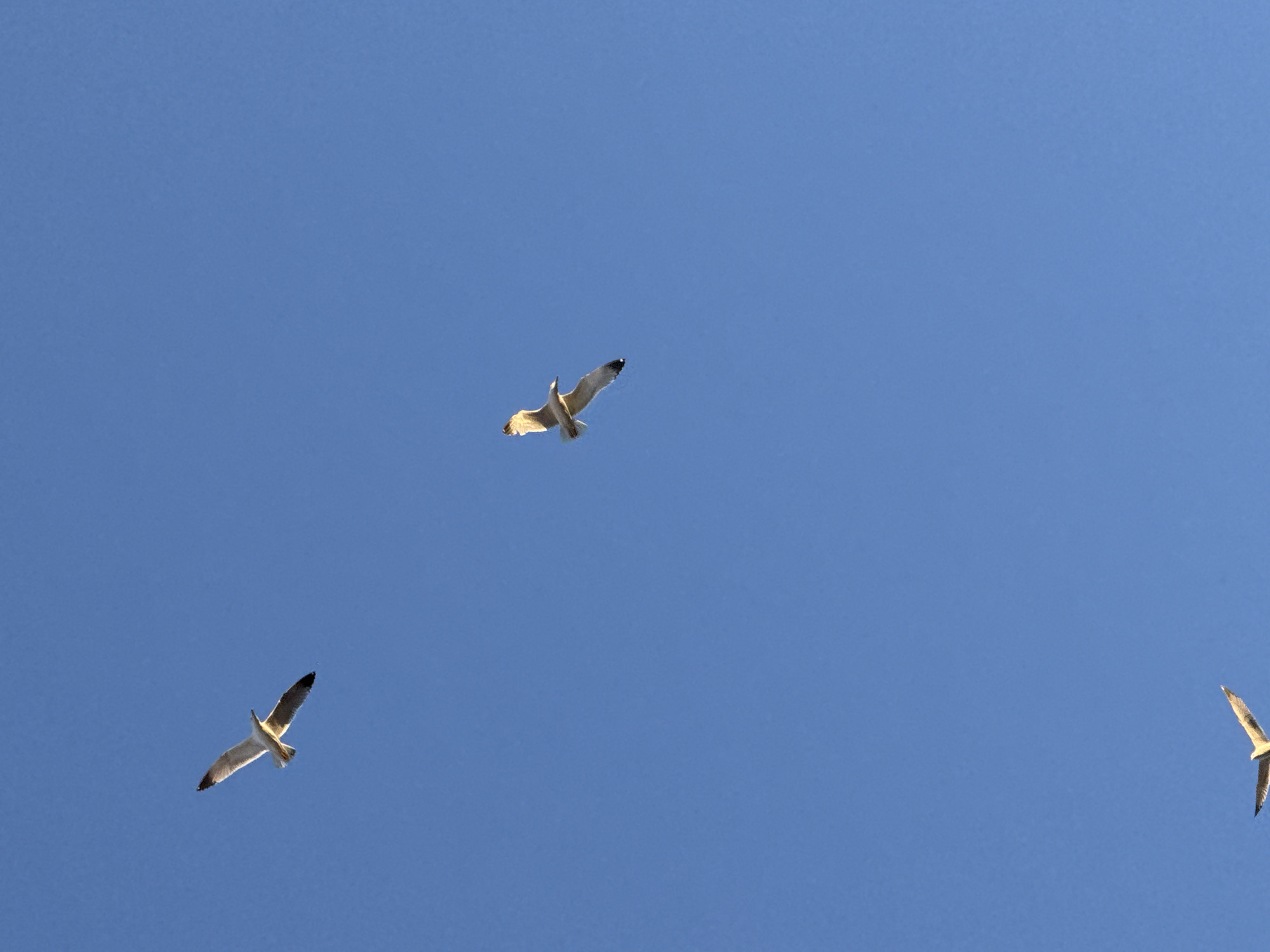 The image shows three seagulls flying against a clear blue sky. The location is not possible to determine from the information provided, so no determination can be made regarding its presence in Sofia, Bulgaria.