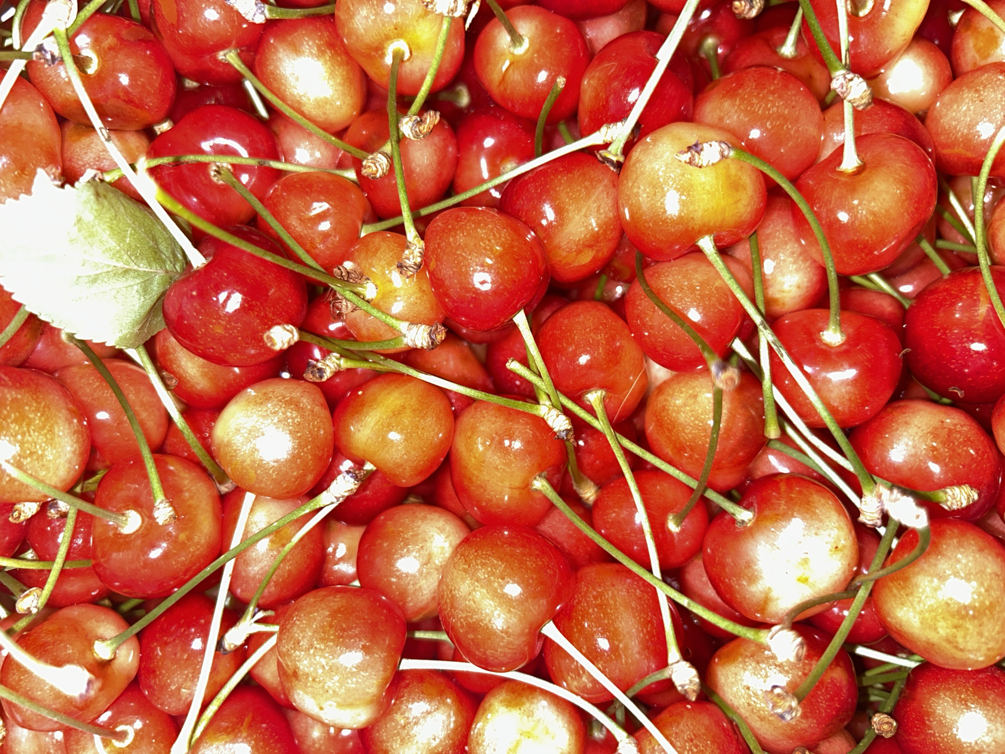 A close-up, overhead shot displays a pile of ripe, red cherries. The cherries are plump and glossy, with some showing a gradient of red to yellow. Thin, green stems are attached to many of the cherries, and in the upper right corner, a single green leaf is visible. The lighting casts highlights on the surfaces of the fruit, suggesting a studio setting or bright, natural light. There is no indication of a specific city, state, or country within the image itself.