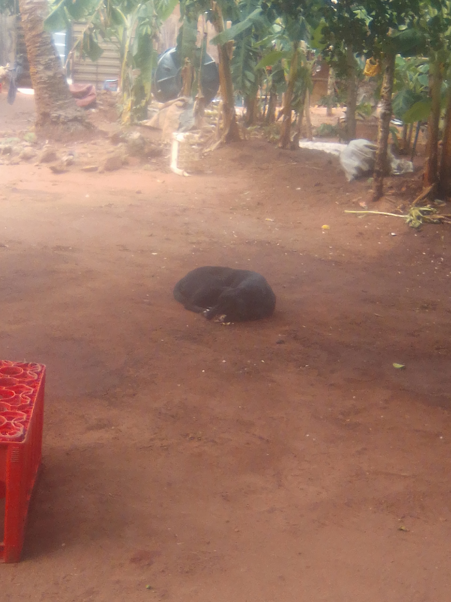 The scene is an outdoor space in Nsugpe, Nigeria, characterized by reddish-brown soil. In the middle ground, a black dog is curled up and sleeping on the ground. Behind the dog, there is a cluster of banana trees. A black water tank is visible in the background. To the lower left, the corner of a red plastic crate is partially visible. A few pieces of foliage and debris are scattered on the ground.