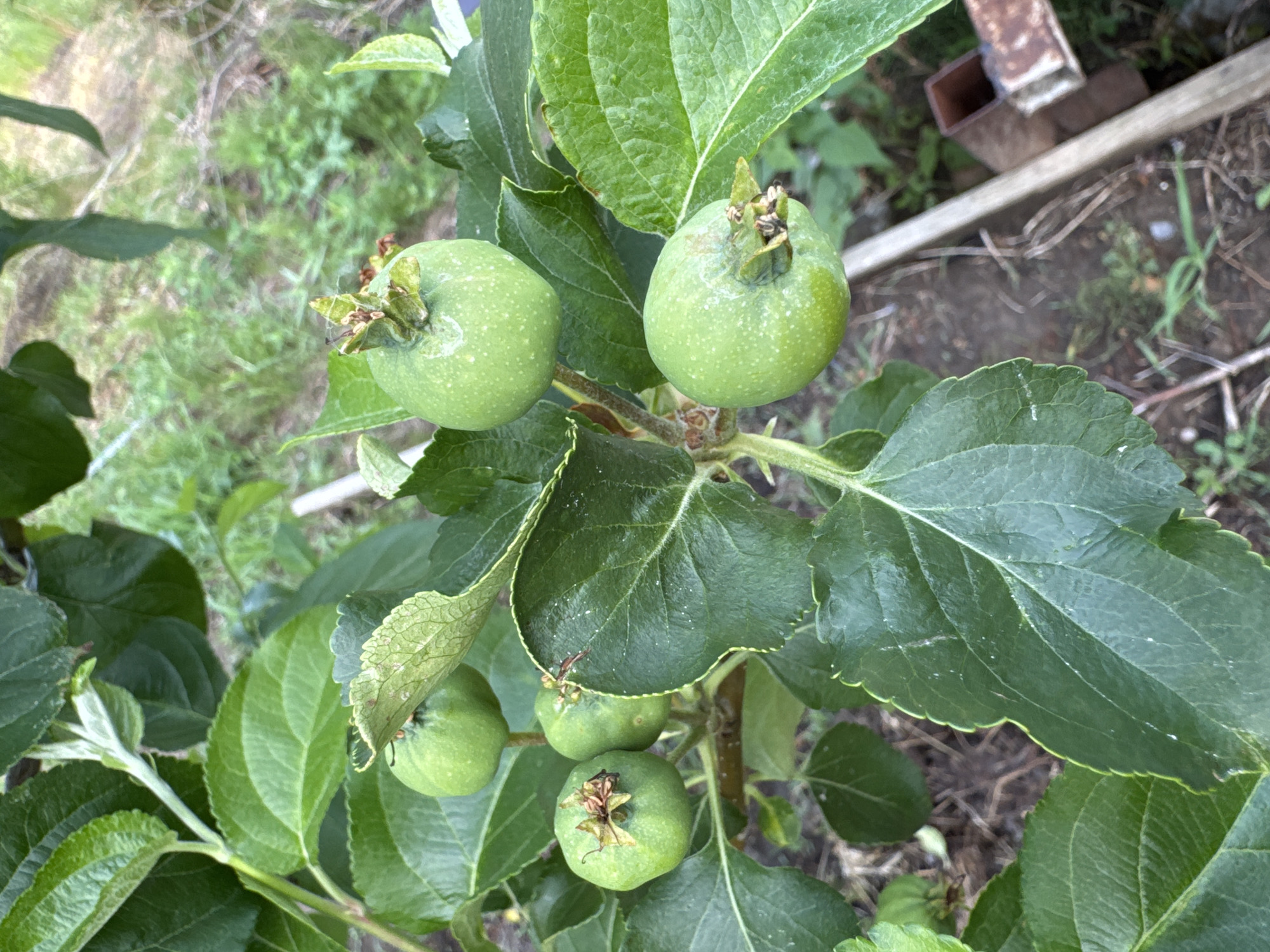 The image shows a close-up view of a branch of an apple tree with several small, green, unripe apples. The apples are round and have a slightly rough texture, with visible calyxes at the top. Lush green leaves surround the fruit, some of which show signs of minor blemishes or natural imperfections. The background is blurred, suggesting an outdoor setting with foliage and some indeterminate objects, possibly garden elements, visible in the distance. The scene is natural and suggests a fruit-bearing plant in its early stages of development, likely in a garden or orchard. The location is identified as Мичуринское, Russia.