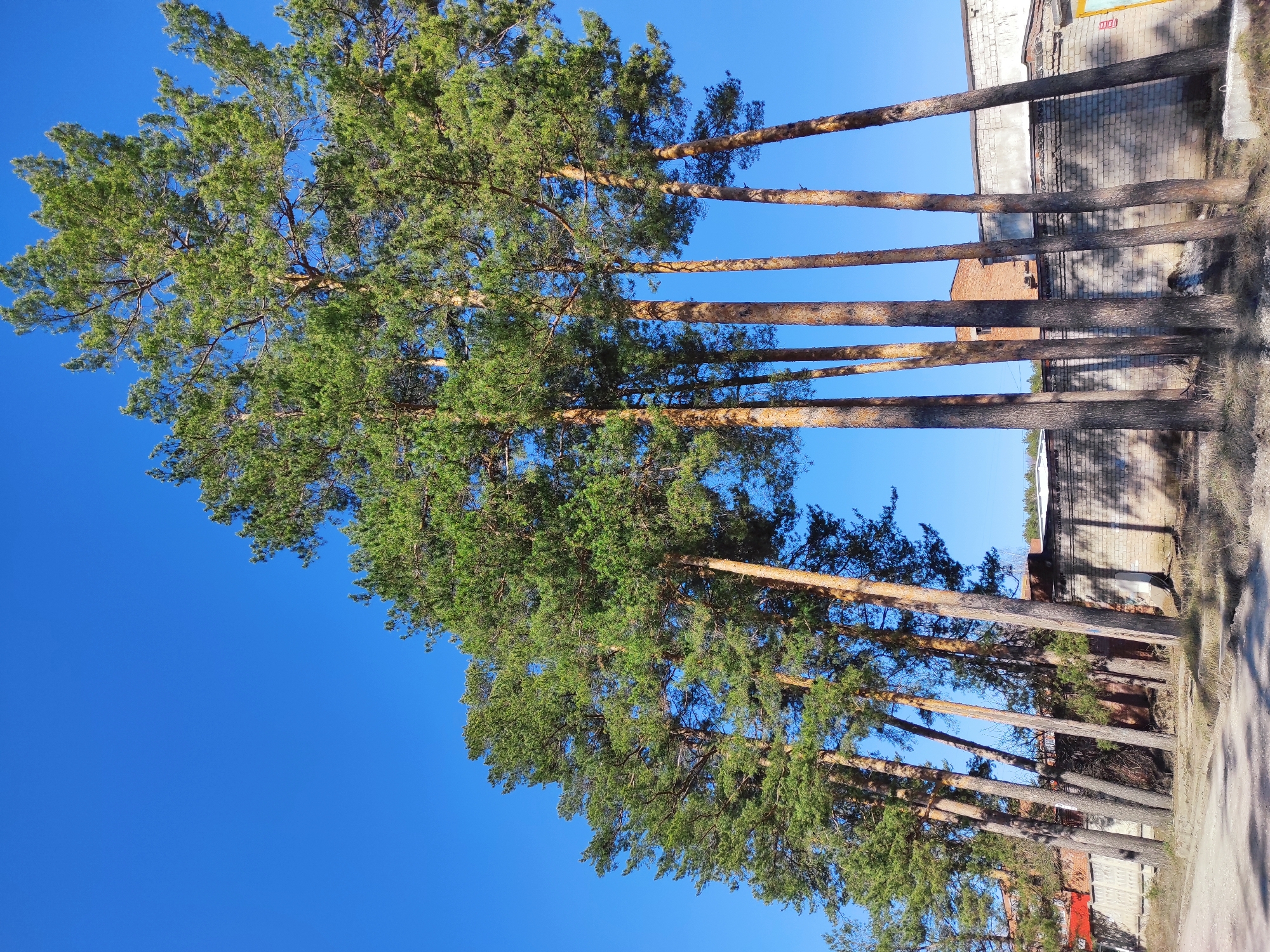 A vertical outdoor shot depicts a row of tall pine trees along a street in Noviy, Russia. The trees have tall, straight trunks with green foliage concentrated at the top. The trunks are a reddish-brown color and cast long shadows on the ground. Behind the trees are buildings, including a brick structure with visible windows and doors. The sky is a clear, bright blue. The scene appears to be taken on a sunny day. A dirt or asphalt road runs along the bottom of the image.