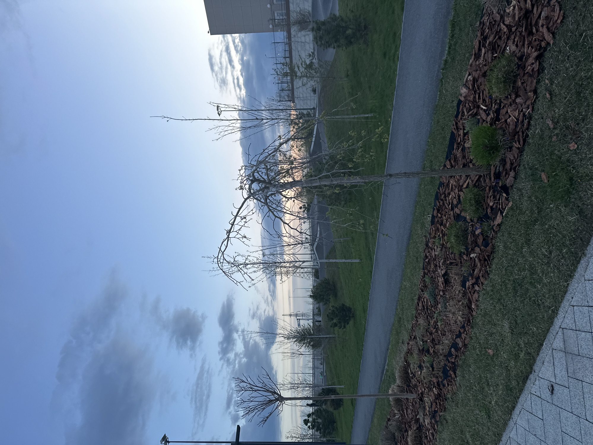 The image depicts an outdoor scene in Ovoshchnoy, Russia, featuring a row of newly planted, small trees along a paved path. The trees have sparse branches, some with budding leaves. A strip of grass runs between the path and a mulched flowerbed containing small, round bushes. In the background, beyond a fence, are power lines and a building. The sky is partially cloudy, with a gradient of blue and hints of sunset. The paving stones in the lower right corner suggest a patio or walkway.