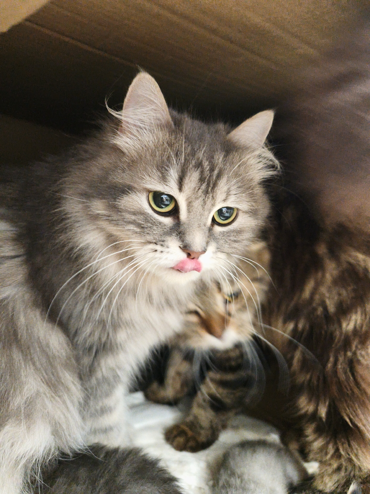 Two domestic cats are nestled together inside a cardboard box in an indoor setting, possibly a home in Morąg, Poland. The cat in the foreground is a long-haired tabby with gray and white fur, its mouth slightly open with its pink tongue sticking out. Its green eyes are wide open and focused forward. Partially obscured behind the foreground cat is another cat with brown and black tabby markings. The cats appear to be resting or grooming. The background consists of the brown interior of the cardboard box.