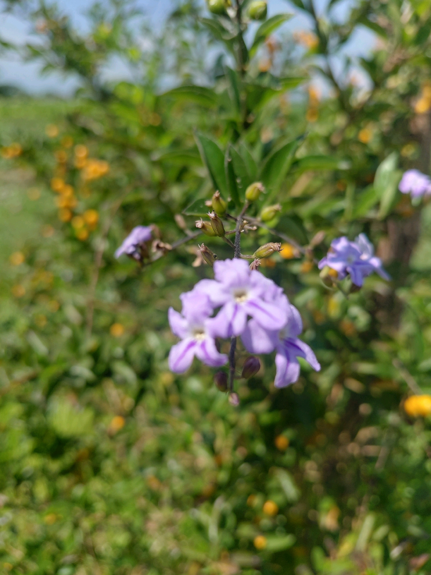 A macro photograph captures a cluster of small, vibrant purple flowers blooming on a branch. The flowers have delicate petals, some unfurling to reveal a lighter center, while others remain in bud form. The branch is adorned with small, green, bud-like structures and dried remnants of past blooms. In the background, the scene is softly blurred, showcasing a mix of green foliage and scattered yellow flowers. The bokeh effect suggests a natural, outdoor setting. The image was taken in Jabung Sisir, Indonesia, indicating a tropical or subtropical environment.