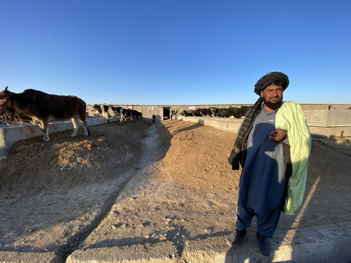 This image shows an outdoor cattle farm in Jabadar, Afghanistan, under a clear blue sky. In the foreground, a man stands looking directly towards the camera. He has a dark beard and wears a black turban, a light blue tunic (shalwar kameez), and dark pants. A dark, striped scarf is draped over his left shoulder, and a light green garment is draped over his right shoulder. He holds a white cylindrical object, consistent with a cigarette, in his right hand. He casts a long shadow extending to his left.
The ground is composed of dry, sandy earth, featuring a central, V-shaped irrigation or feeding channel running from the foreground towards the background. On both sides of this channel, raised earthen platforms are contained by concrete barriers, forming livestock pens. To the man's left, a dark brown cow stands facing left within a concrete-lined pen. Further in the background, a line of several black and white cows is visible in additional pens. A smaller human figure is discernible walking away from the camera along the central channel in the midground. The background features more concrete structures and what appears to be a larger grouping of cattle. The scene is illuminated by strong sunlight from the right, producing sharp contrasts and long shadows.