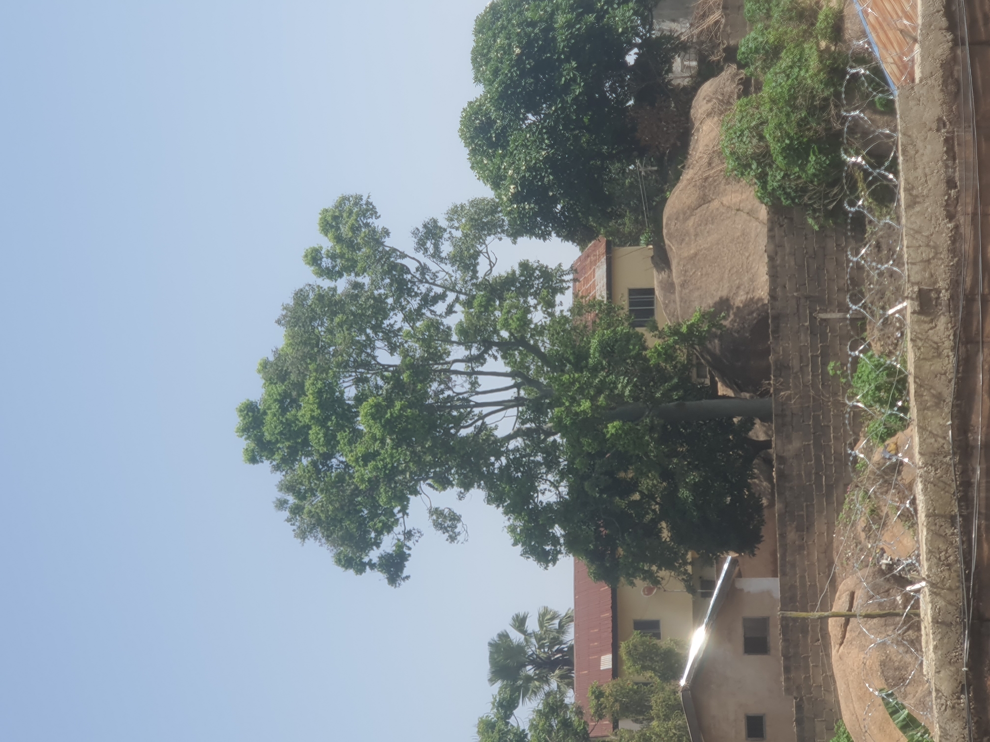 This is a wide-angle, eye-level, outdoor, daylight photograph taken in Jos, Nigeria. The scene depicts a residential area with a prominent, large tree in the foreground, casting shadows. Behind the tree, several buildings are visible, including a house with a corrugated metal roof and another with a light-colored facade. The background features a clear blue sky. In the middle ground, there's a brick wall topped with razor wire, suggesting security measures. Large boulders are scattered throughout the area, some covered with vegetation. The overall impression is one of a semi-rural or suburban setting within the city.