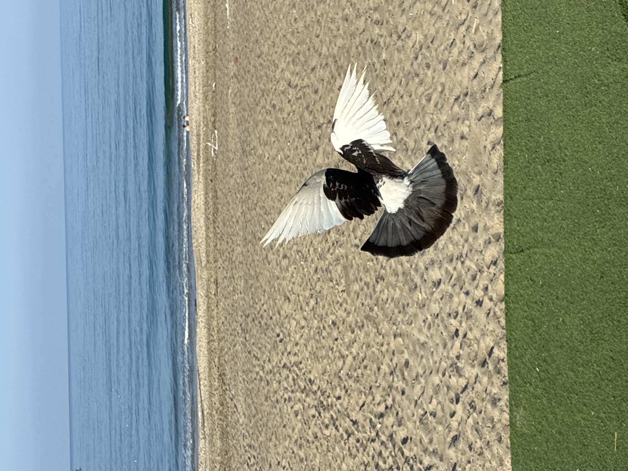A bird with black and white plumage is captured in mid-flight over a sandy beach. The bird's wings are spread, with its white wing feathers prominently displayed. The background shows the blue sea meeting the sandy shore, with a clear sky above. In the foreground, a strip of green artificial turf is visible. The scene is likely located on a beach in Alanya, Turkey, given the typical scenery of the region.