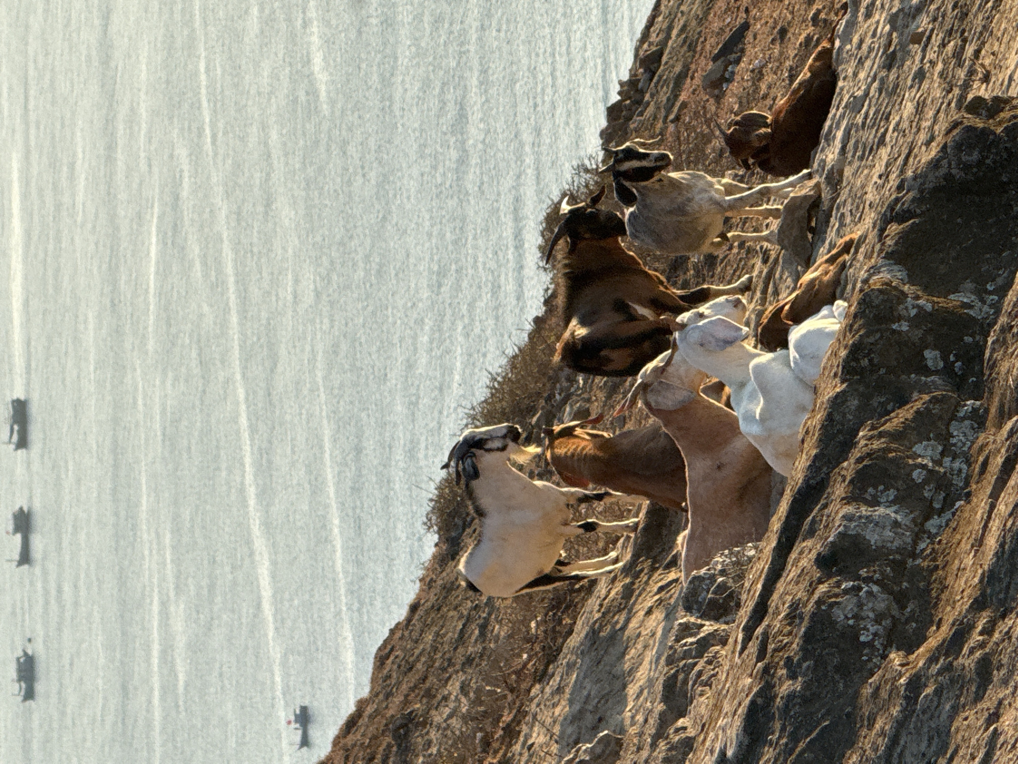 An outdoor, eye-level, medium shot shows several goats on a rocky hillside overlooking the ocean. The goats are of various breeds and colors, with some standing and others lying down. The ocean is calm and blue, with several small boats in the distance. The sun is setting, casting a warm glow over the scene. The location is Lý Sơn Island, Vietnam.