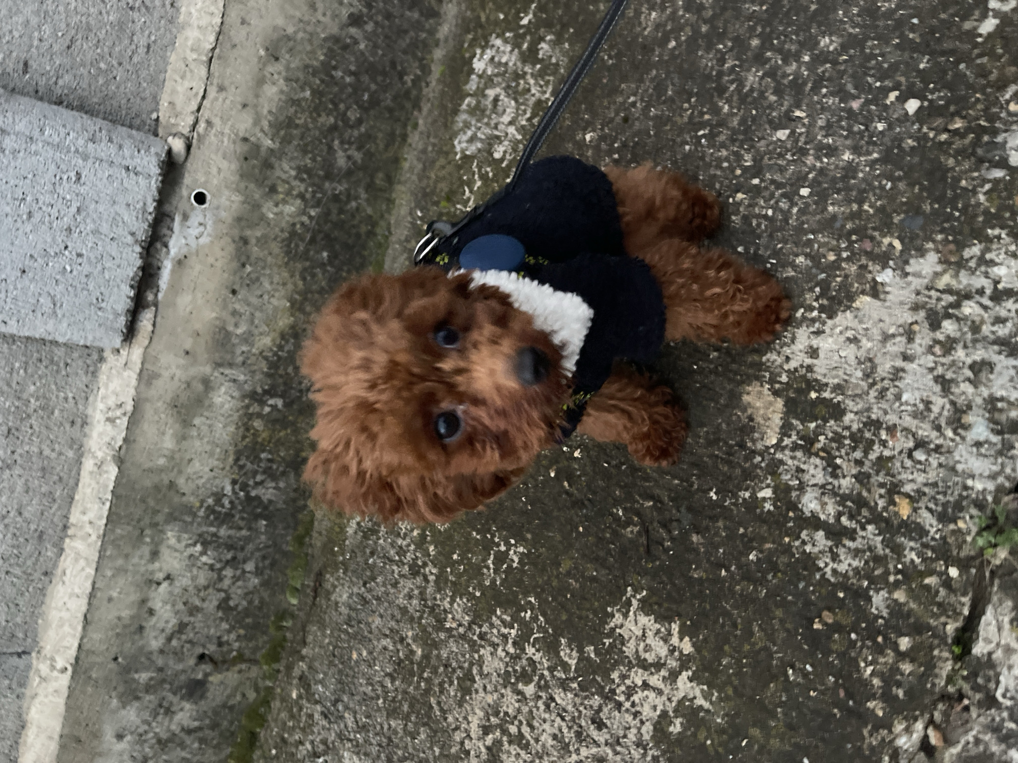 A brown toy poodle wearing a black and white jacket lies on a concrete surface. The poodle is attached to a black leash. The concrete surface appears weathered. A concrete curb edge is visible to the left of the frame. The location is likely outdoors in Sofia, Bulgaria.
