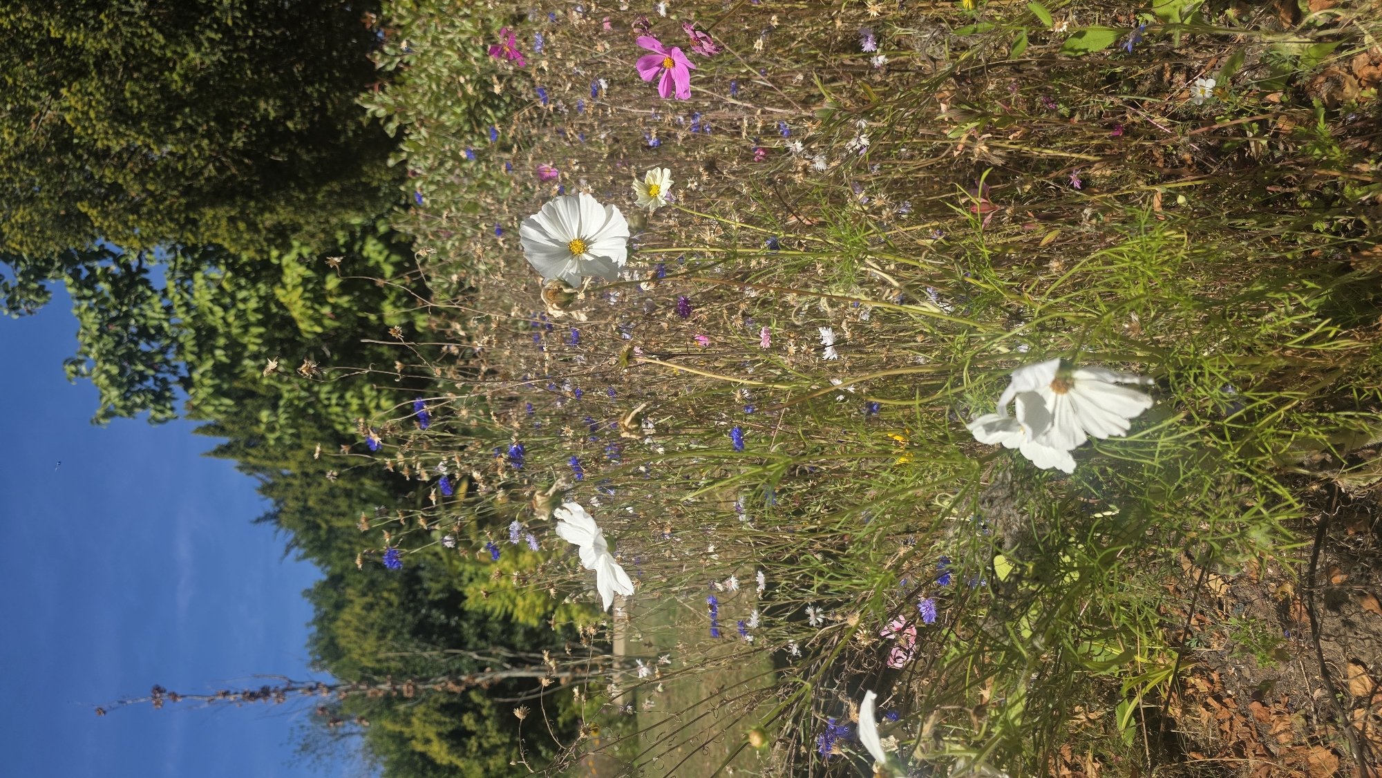 The image depicts a wildflower meadow in St Leonards, United Kingdom, under a clear blue sky. The foreground is filled with a dense array of wildflowers and grasses, characterized by a mix of colors including white, blue, pink, and yellow blossoms, interspersed with dried seed heads and stalks. Prominently featured are several large white cosmos flowers, one of which is in sharp focus in the mid-ground, displaying its delicate white petals and yellow center. To the right of this, a vibrant pink cosmos flower is visible. In the background, a line of trees creates a natural backdrop, with varied shades of green foliage. The ground in the lower left corner is covered with fallen brown leaves and twigs, indicating an outdoor, natural setting. The overall impression is one of a wild, untamed garden or park area.