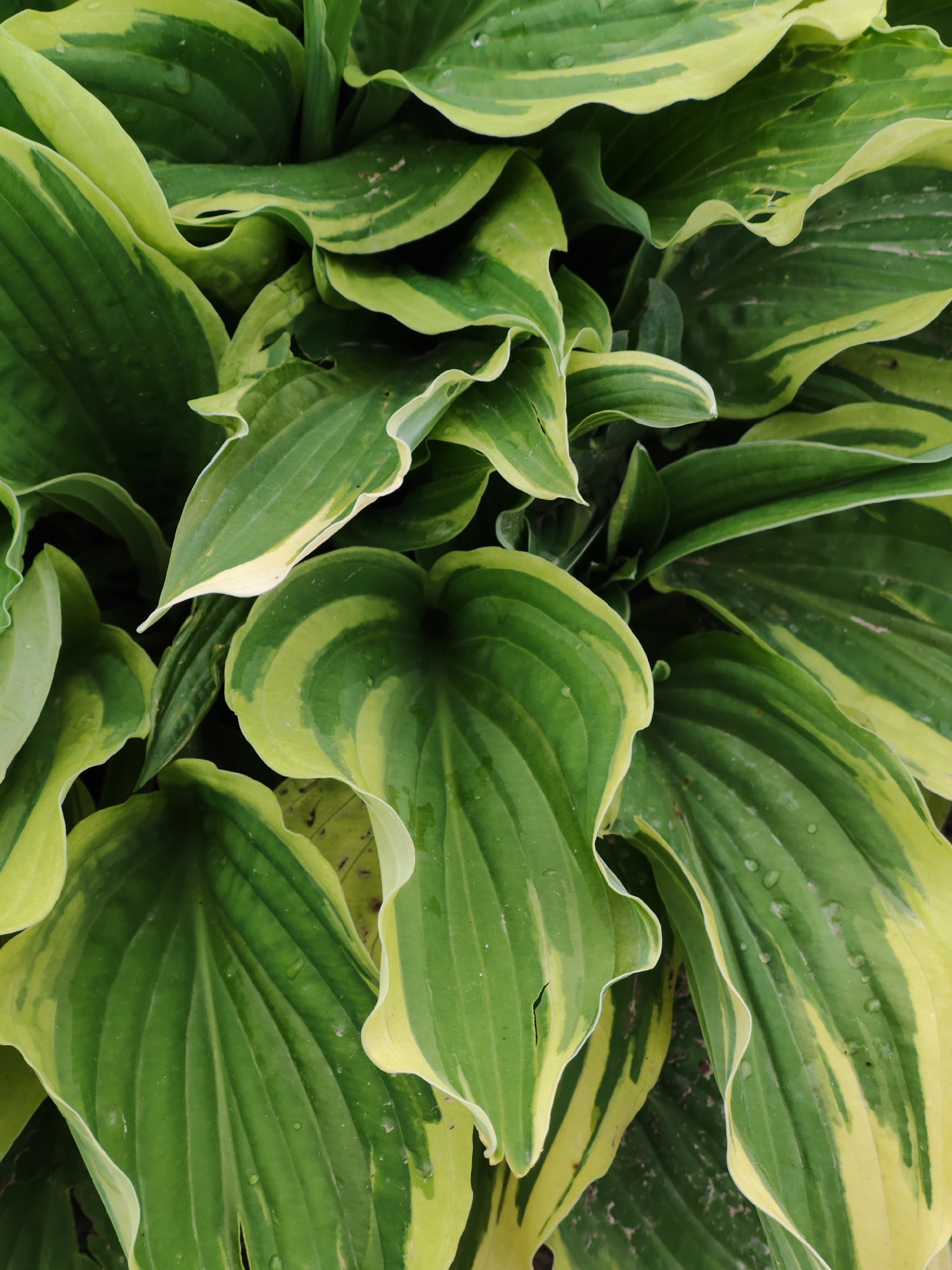 The image shows a close-up of Hosta plants with variegated leaves. The leaves are predominantly green with yellow or white edges. Some leaves show water droplets. The setting appears to be outdoors in a garden or landscaping area. The city and specific location are unknown.