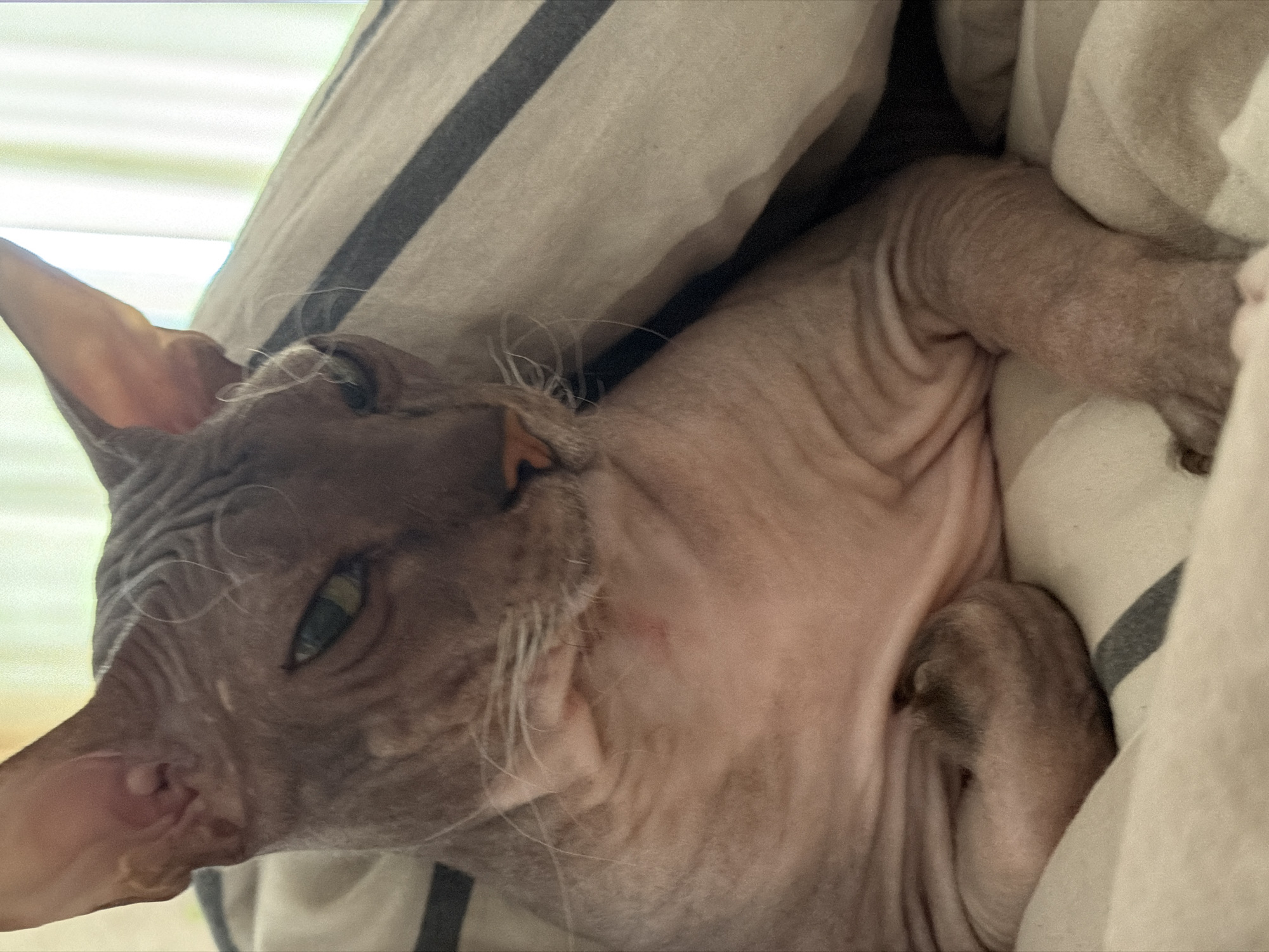 A close-up shot captures a Sphinx cat lying on a bed, partially covered by a blanket. The cat is light brown and hairless, with visible wrinkles on its head and body. Its green eyes are open, and it appears to be looking towards the left of the frame with a neutral expression. The cat's paws are visible, one tucked underneath its body and the other resting on the blanket. The bed is covered with a striped duvet in shades of beige and dark gray. The background shows a light-colored curtain and a window, suggesting an indoor setting. There is no indication of the cat's specific location within Izhevsk, Russia.