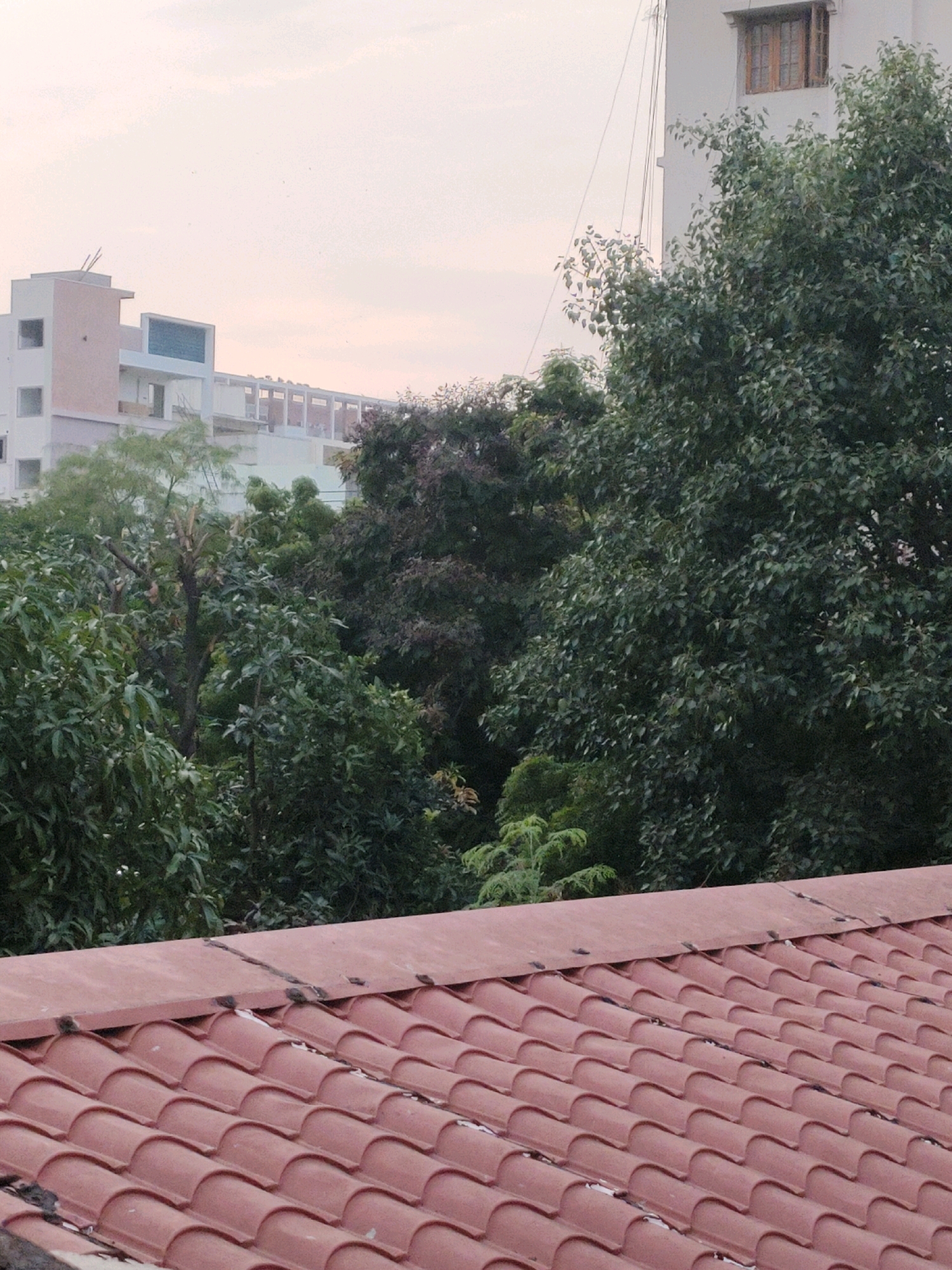 The image shows a rooftop covered in terra cotta tiles, with a row of houses or buildings in the background, partially obscured by dense foliage. The buildings appear to be a mix of modern and older construction, with some exhibiting unfinished elements. The sky is overcast with a pale, diffused light. The trees are lush and green, suggesting a tropical or subtropical climate. The overall impression is one of a suburban or semi-urban environment in Hyderabad, India, possibly during the monsoon season given the greenery. There are no people visible in the image.