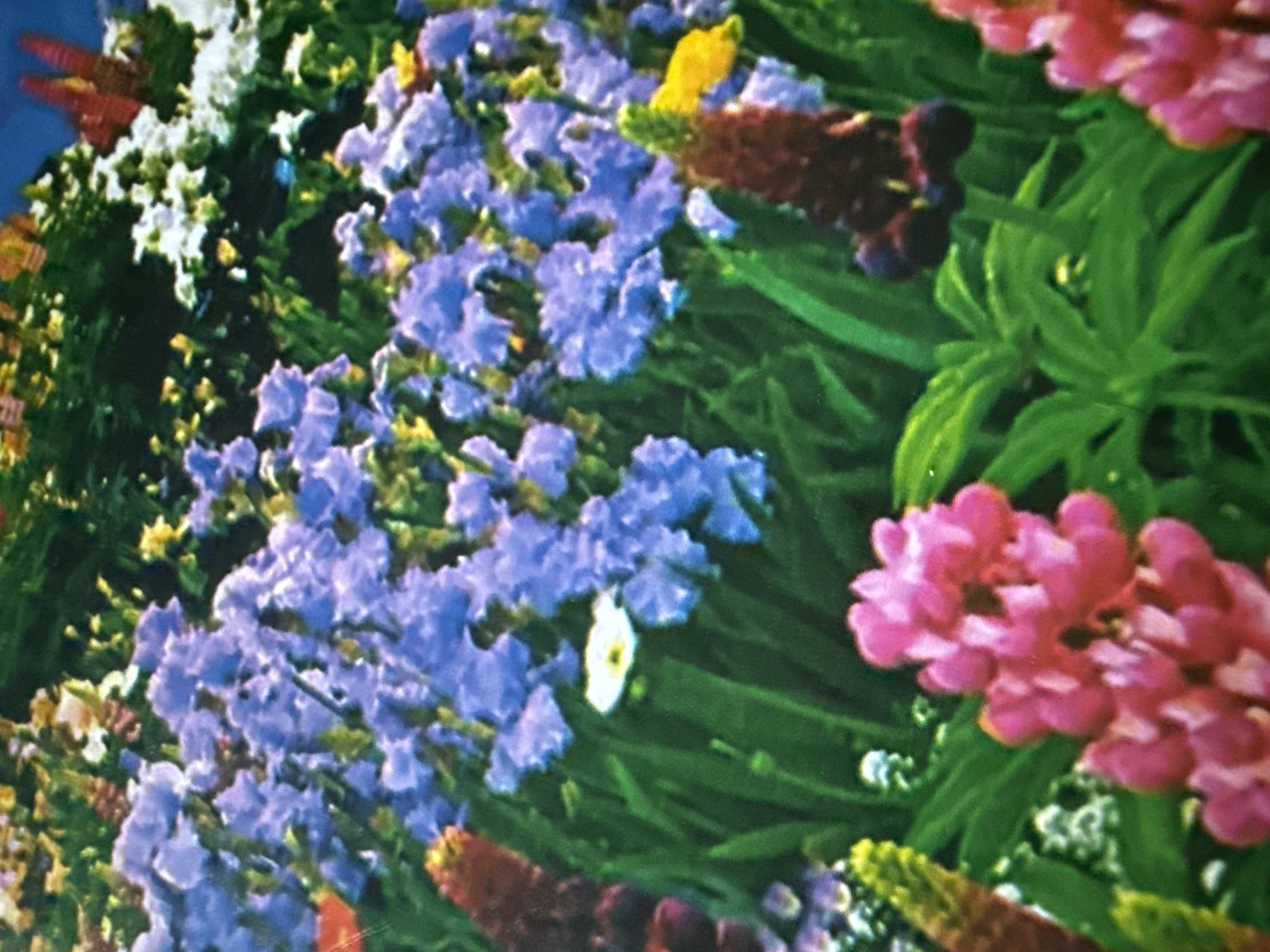 This is a close-up, vertical, low-angle, slightly blurry photograph of a garden bed filled with various flowers. The dominant colors are shades of purple, pink, white, and yellow, set against a backdrop of lush green foliage. In the foreground, a cluster of bright pink lupine flowers is prominent on the right side. To the left, a dark purple, elongated flower spike is visible, with a lighter green stalk emerging from its base. Behind these, a mass of lavender-purple flowers, possibly irises, stretches across the mid-ground. A small white flower with a yellow center is situated among the purple blooms. Yellow flowers are scattered throughout the upper portion of the image. The image does not contain any people or discernible urban elements, and therefore cannot be linked to a specific location within Okhtyrka, Ukraine, or any other city. The overall impression is that of a vibrant, blooming garden.