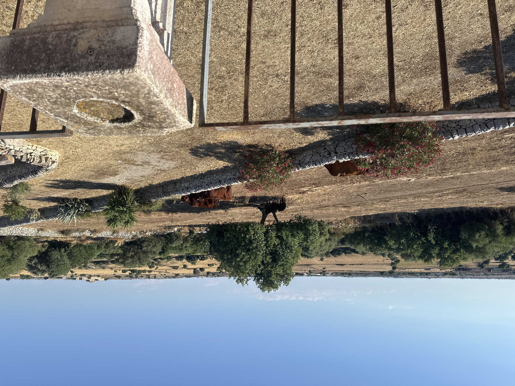 The image depicts a rural landscape under a clear blue sky. In the foreground, a rusty metal railing and a weathered stone pillar with a circular indentation are visible. Beyond the railing, dry, golden grass covers the ground, interspersed with sparse vegetation. A low, L-shaped wall constructed of rough-hewn stones divides the scene.
In the middle ground, several brown cows are grazing. One cow is partially obscured by a bush with red flowers. A large, leafy green tree stands near the center of the frame, casting a shadow on the dry ground. More dry vegetation and scattered trees are visible in the background, leading to a gently rolling horizon dotted with distant buildings and other trees. The overall impression is one of a sun-drenched agricultural area, likely in the Mediterranean region, given the style of the stone walls and the vegetation. While the specific location within Ragusa, Italy is not explicitly stated, the scene is consistent with the rural surroundings of the city, known for its Baroque architecture and agricultural heritage.