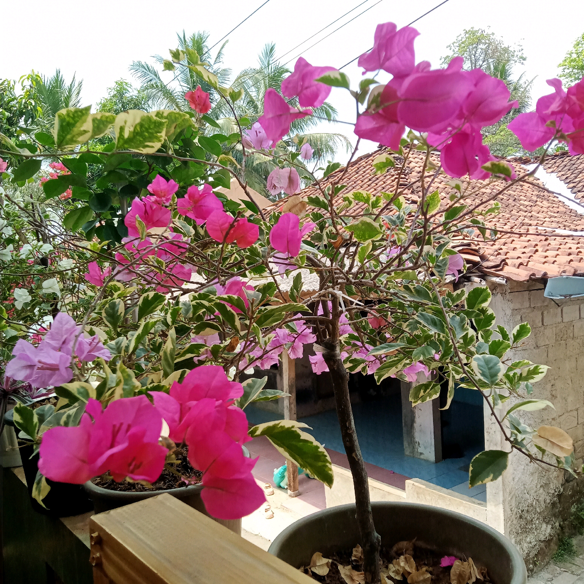 The image depicts a potted bougainvillea plant with vibrant pink and purple bracts, set against a backdrop of a tiled roof and a building. The plant's leaves are variegated, with green edges and white centers. In the background, palm trees are visible, suggesting a tropical or subtropical climate. The setting appears to be an outdoor area, possibly a balcony or a patio, in a residential or communal space within Purwakarta, Indonesia. The lighting indicates it is daytime. No people are visible in the frame.