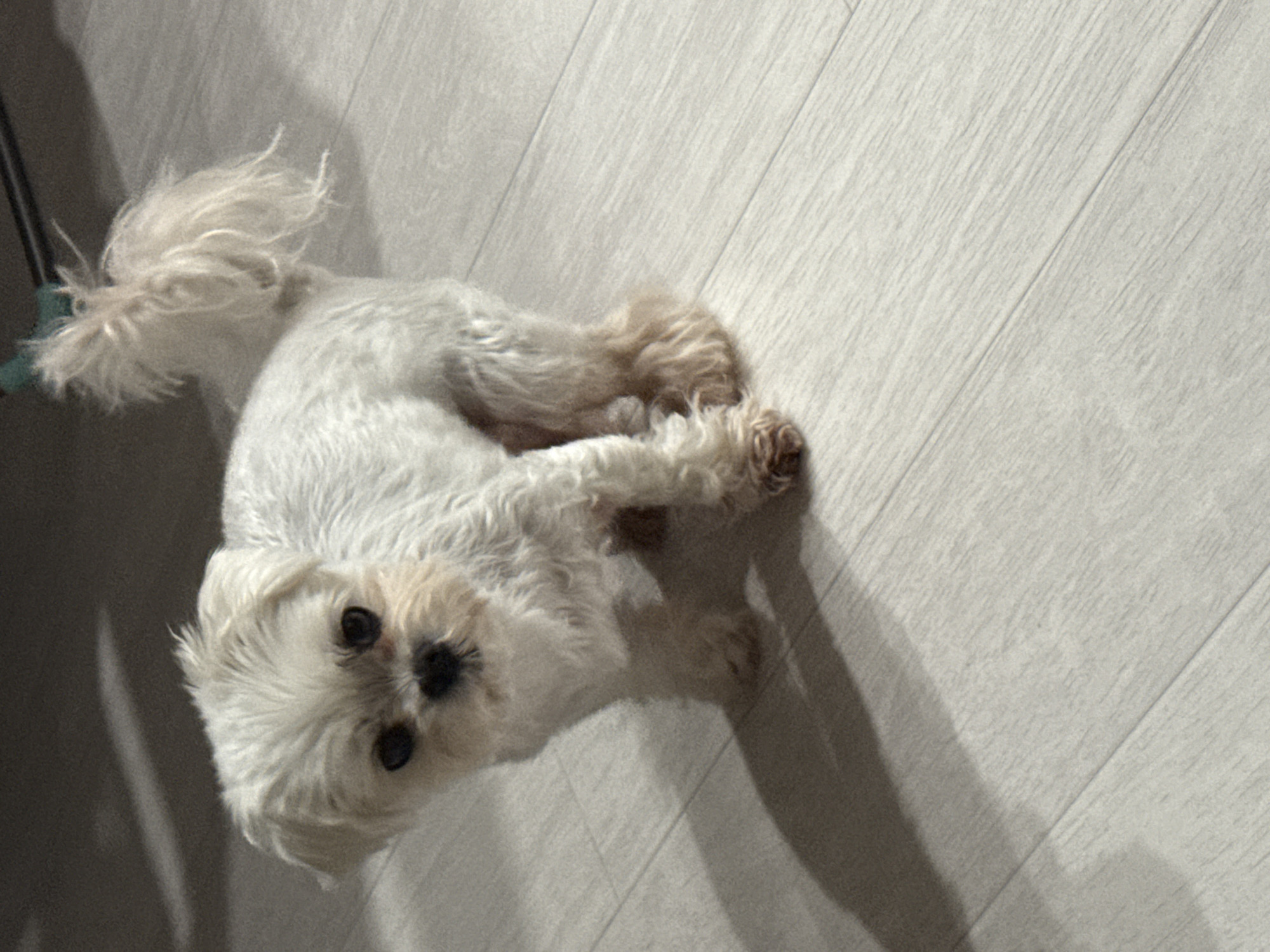 A small, white dog with dark eyes and a black nose stands on a light-colored wooden floor. The dog is facing slightly to the left, with its tail held high and bushy. Its fur appears somewhat disheveled. A shadow of the dog is cast on the floor to its left. The background is dark and out of focus, showing the suggestion of a piece of furniture. There is no visible indication of the location within the city of Volgograd, Russia.
