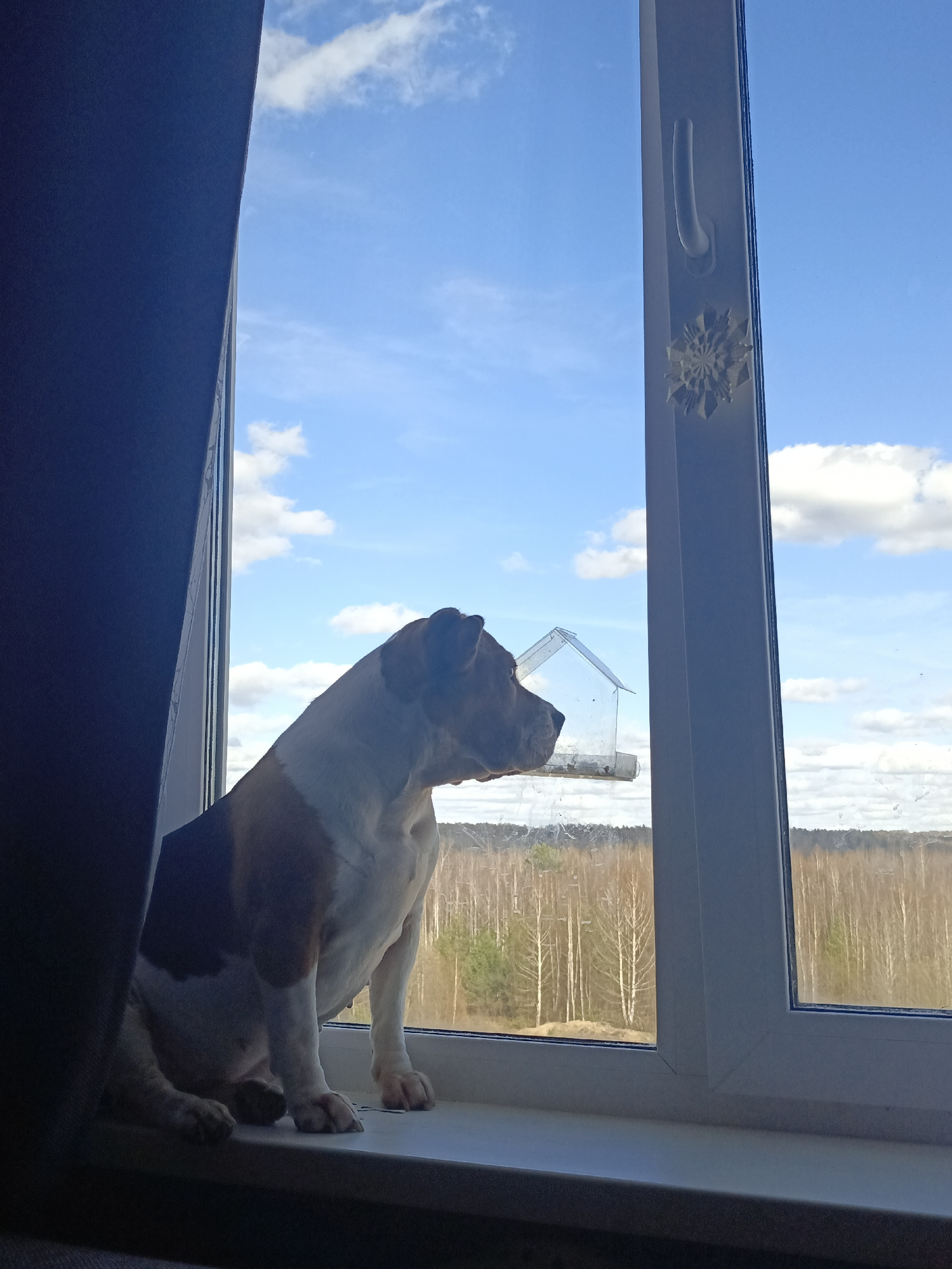 A medium-sized, tan and white dog sits on a white windowsill inside a room, gazing out a window at a landscape of bare trees, with a blue sky dotted with white clouds above. A bird feeder is attached to the outside of the window, near the dog's head. A dark curtain hangs to the left of the window. The window frame has a decorative snowflake sticker. The scene takes place in Марковский, Russia, judging by the birch trees in the landscape.