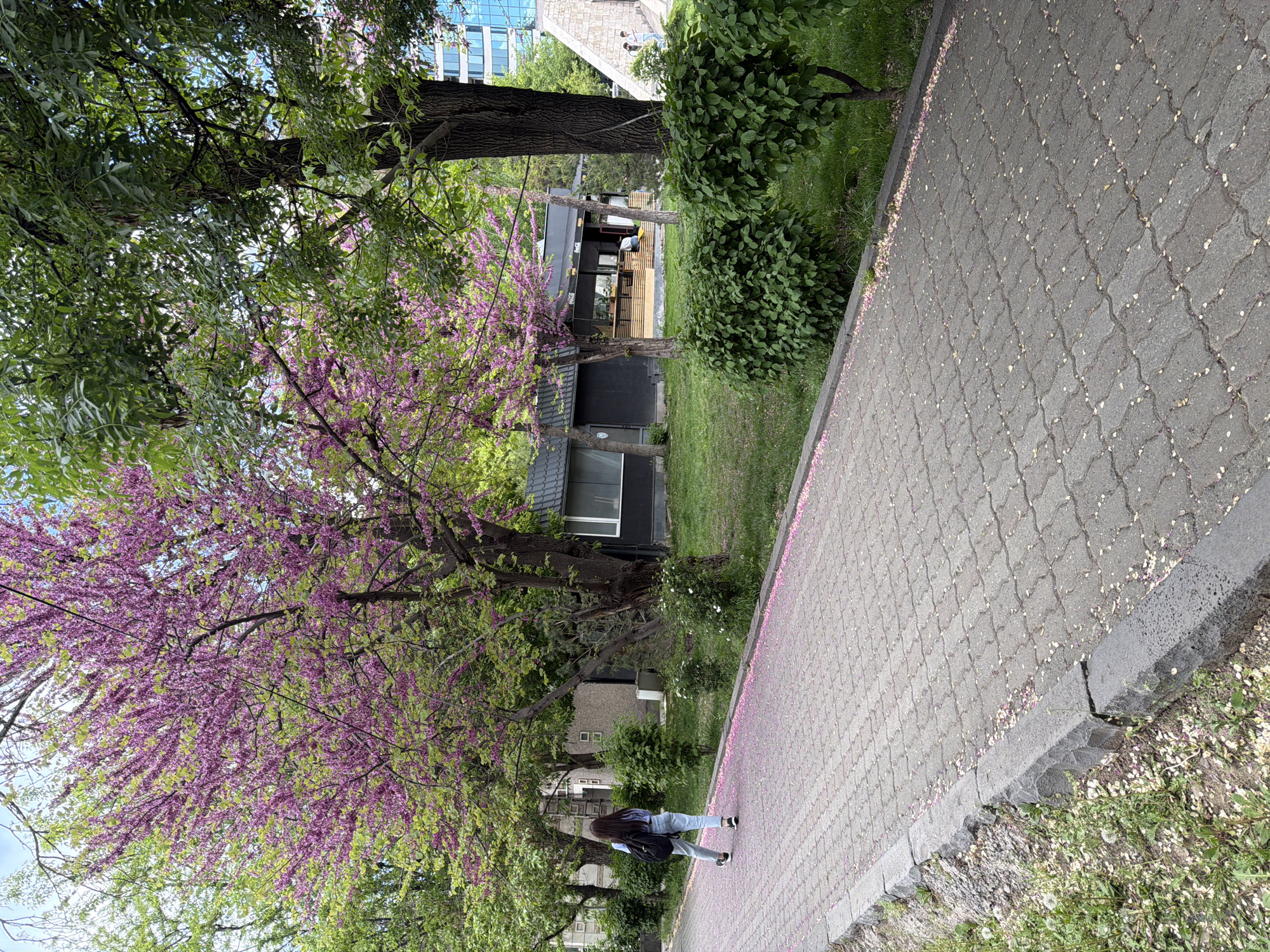 A ground-level photograph shows a paved walkway lined with trees, presumably in Yerevan, Armenia, given the request's context. A woman with long dark hair and a black backpack walks along the walkway, wearing a light blue shirt and light blue jeans with black shoes. The walkway is constructed of grey, interlocking pavers and shows scattered pink petals from the blooming trees, possibly a Judee tree, which are blooming with vibrant pink flowers on their branches on the left side of the image. The building with a grey roof and dark cladding is partially visible beyond the blooming trees, while a modern building with glass windows is visible in the background, above the trees. Grass and other green vegetation grow on either side of the walkway. The photograph is taken during the daytime.