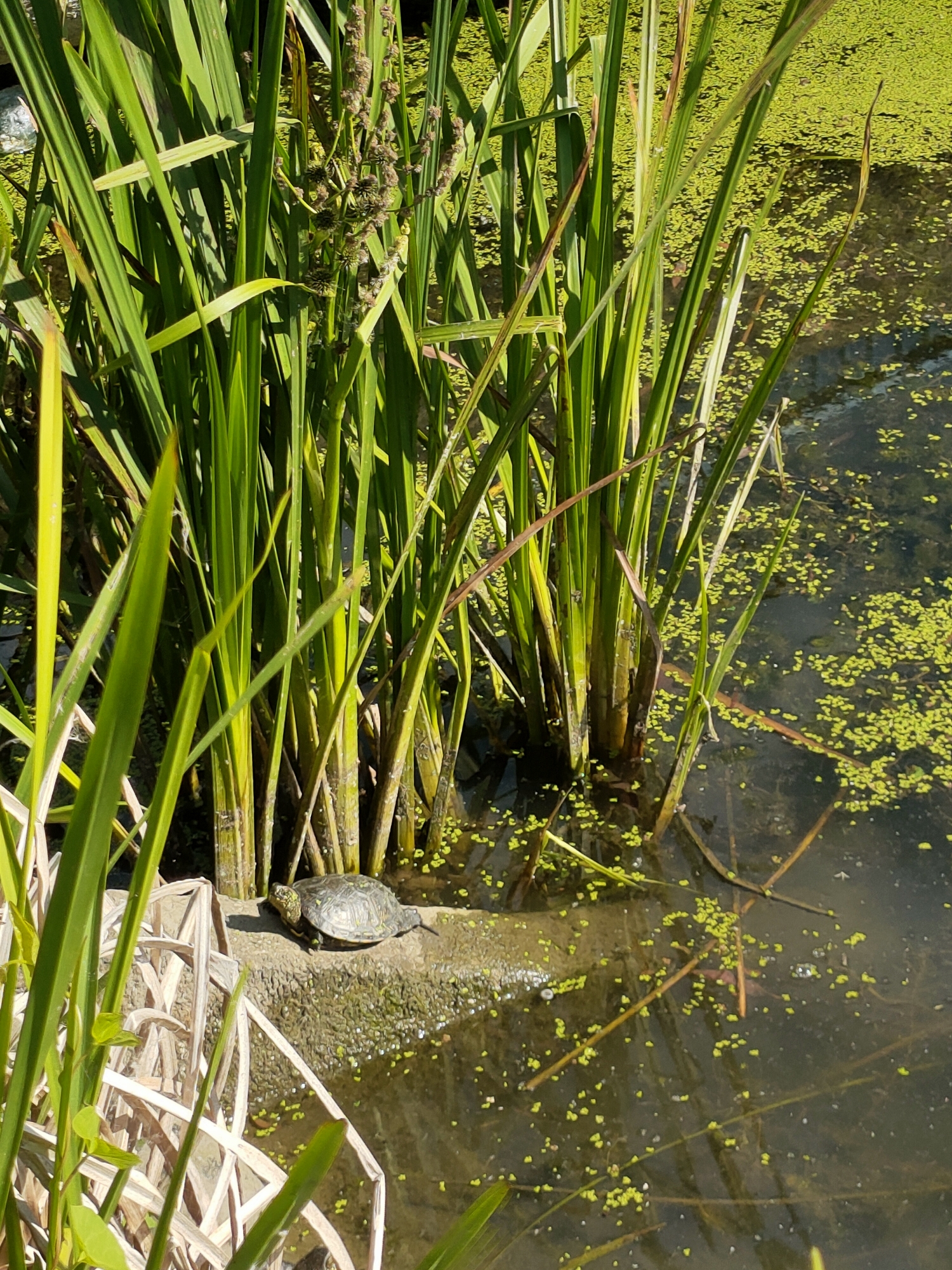 A turtle is basking on a concrete ledge next to a body of water in Nosivka, Ukraine. The water is covered with small green aquatic plants. Tall green reeds grow on the bank behind the turtle. The scene is illuminated by sunlight.