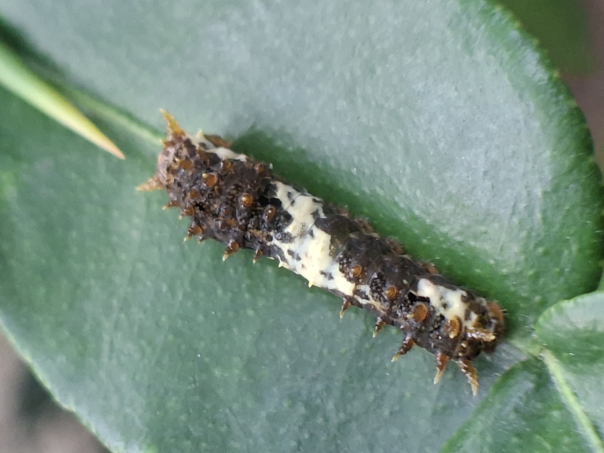A caterpillar rests on a green leaf. The caterpillar is elongated, dark brown with tan-colored spines projecting from its sides and back. Irregular patches of cream-colored markings are visible along its back. A thorn-like structure is also visible extending from the upper left corner of the frame. The leaf is smooth and green.