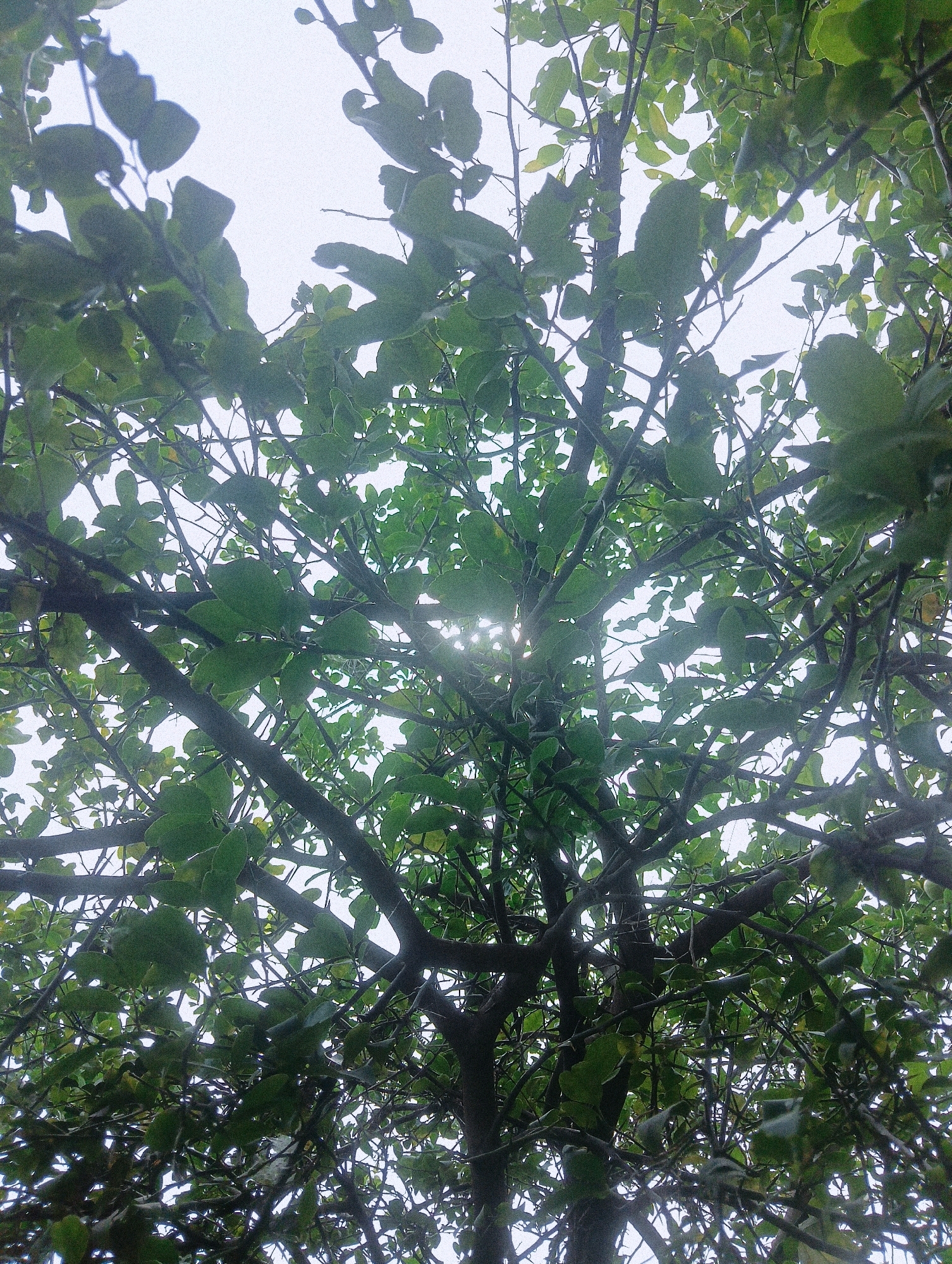 A low-angle shot looks up through a dense canopy of green leaves and dark branches of a tree against a bright, overcast sky. The leaves are lush and overlapping, obscuring much of the sky, but shafts of sunlight filter through the foliage in the center of the frame. The branches are intricate and spread widely, forming a complex network. The image is grainy and has a slightly desaturated, cool tone. The location is Chahania, India, but no specific landmarks or context are provided in the image itself. There are no people or animals visible.