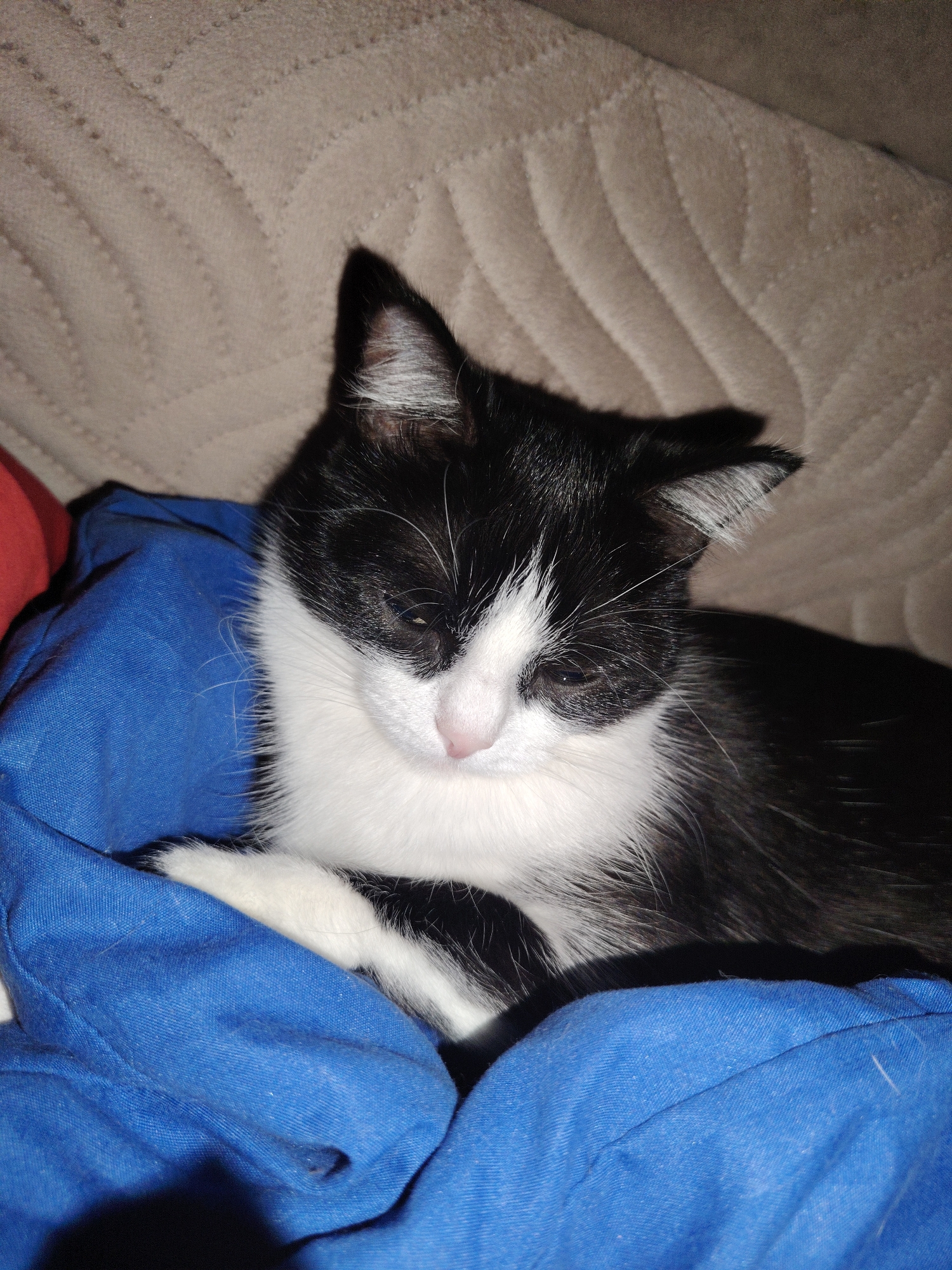 A black and white tuxedo cat is resting comfortably on a blue fabric, possibly a blanket or clothing, which is draped over what appears to be a beige, quilted sofa or bed. The cat is positioned in the lower-middle and right side of the frame, facing slightly downwards and to the left. Its eyes are mostly closed, suggesting it is dozing or sleeping peacefully.
The cat has distinctive black fur covering most of its body, with a significant amount of white fur on its chest, front paws, and face. A white blaze runs between its eyes and around its pink nose and mouth. Its whiskers are visible, extending outwards from its muzzle. The inner part of its right ear (viewer's left) shows white fur, while the outer part is black. A small amount of sleep or discharge is visible in the corner of its left eye.
The blue fabric beneath the cat is a rich, solid color and appears soft and slightly wrinkled. A small patch of red fabric is visible on the far left, partially obscured by the blue. The background consists of the beige, textured fabric with a distinct quilted pattern, suggesting an upholstered piece of furniture. The lighting appears soft and possibly artificial, casting gentle shadows and creating a cozy, intimate atmosphere. There is no visible text in the image.