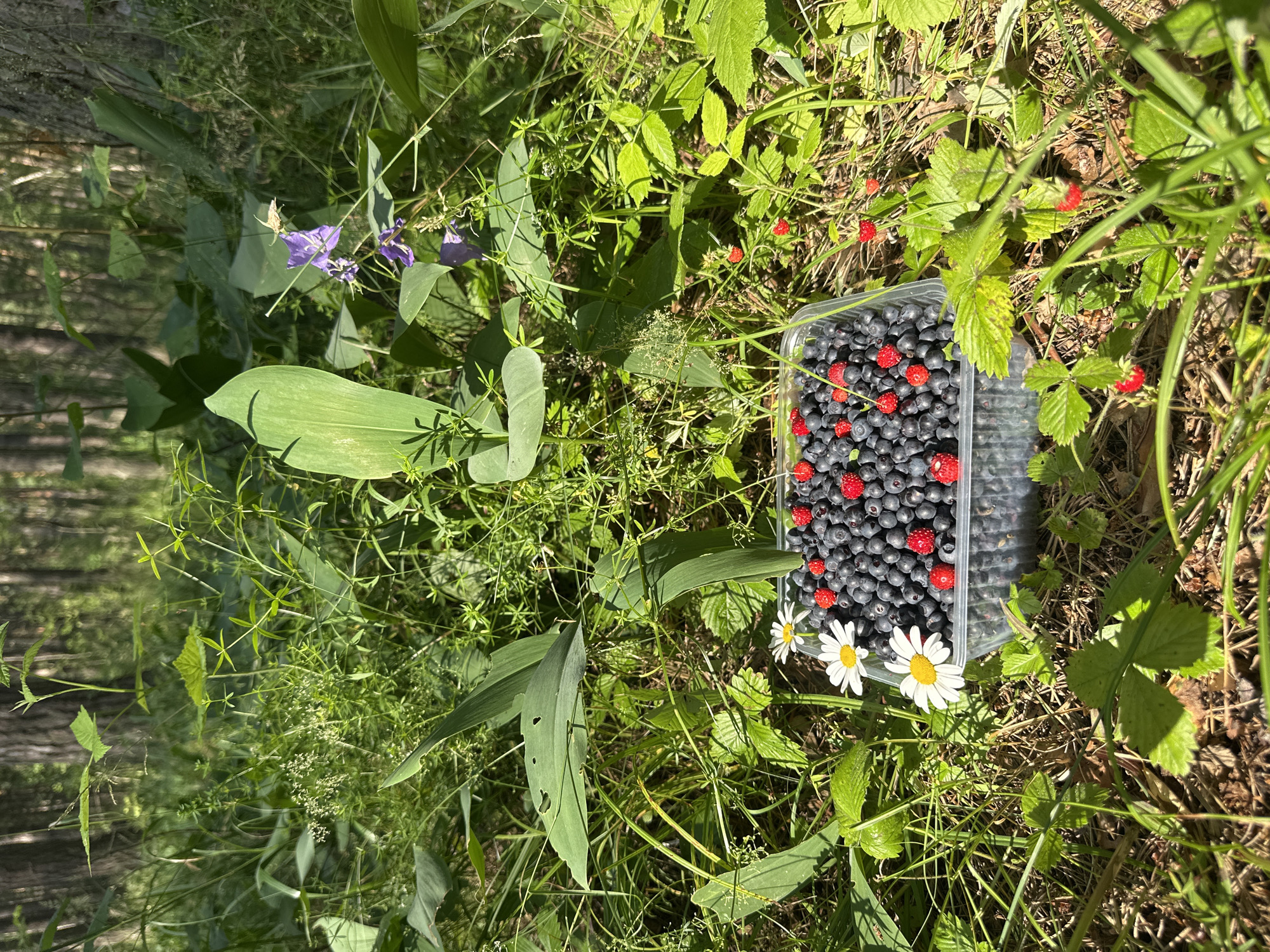 In the city of Pestretsy, Russia, a clear plastic container filled with ripe blueberries and red wild strawberries sits on the forest floor. Two white daisies with yellow centers are nestled near the container. Lush green foliage and trees form the background, with dappled sunlight illuminating the scene. Several wild strawberries are also visible growing on plants surrounding the container.