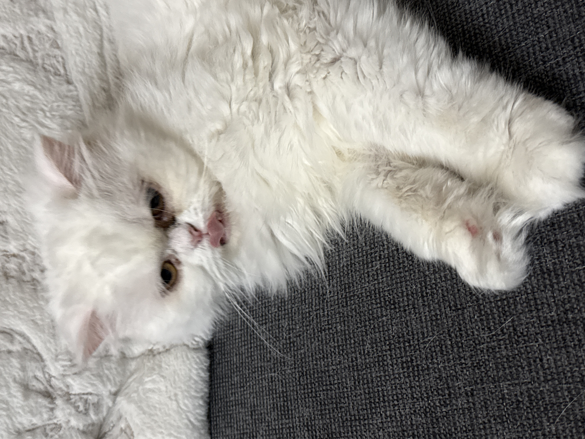 A white cat with fluffy fur is lying on a dark grey textured surface. The cat's head is slightly tilted, and its tongue is sticking out. Its eyes are partially closed, and its expression is somewhat grumpy. The cat's front paws are visible, with one paw showing a hint of pink on the paw pad. The background is a blurry white, fluffy surface. The scene is not located in Burgas, Bulgaria, as no such information is present in the image.