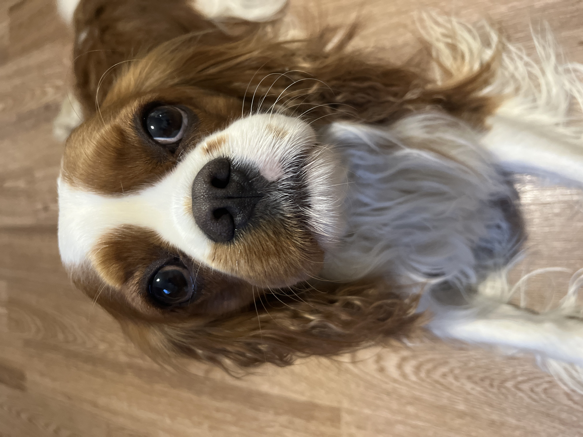 A close-up, high-angle shot captures the head and upper body of a dog, likely a Cavalier King Charles Spaniel, lying on a light-colored wooden floor. The dog features distinctive blenheim markings, characterized by rich chestnut-brown patches over a soft white coat. Its face is dominated by a clear white blaze running up the forehead, flanked by brown fur over its large, dark, and reflective eyes that gaze directly upwards at the viewer.
The dog's prominent black nose appears moist and is centered on its white muzzle, from which numerous long, fine white whiskers extend outwards. The ears, characteristic of the breed, are long, floppy, and primarily brown with wavy fur. The fur around its neck and chest is white and appears soft and wavy. The background is a blurred, light-toned wooden floor, indicating an indoor setting. The dog's expression appears gentle, curious, and attentive, creating a sense of direct engagement with the camera. No human subjects or additional objects are visible. There is no discernible text. The provided location context is Раздолье, Russia.