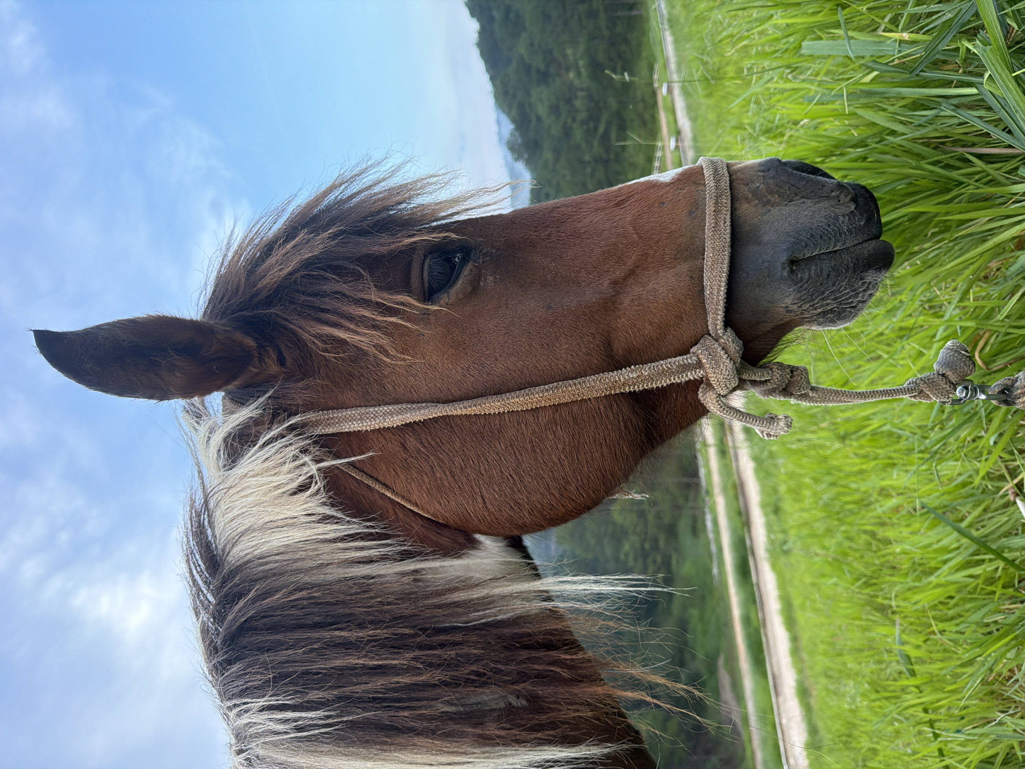 The image is a close-up portrait of a brown horse with a white blaze on its forehead, wearing a woven rope halter. The horse's mane is a mix of brown and blonde, and its fur is short and smooth. The horse is facing to the right, with its head slightly lowered. Its eye is visible and appears dark. The background consists of a lush green grassy field, with a dirt road or path winding through it in the mid-ground. Beyond the field, rolling hills covered in dense green trees rise under a bright blue sky with scattered white clouds. The overall setting suggests a rural or natural environment. The lighting indicates it is daytime, possibly late afternoon or early morning, given the soft light. The image does not contain any people or identifiable structures within a city context. Based on the visual cues of rolling green hills and the type of vegetation, the location could plausibly be in the outskirts or surrounding countryside of Da Lat, Vietnam, known for its hilly terrain and agricultural landscapes.