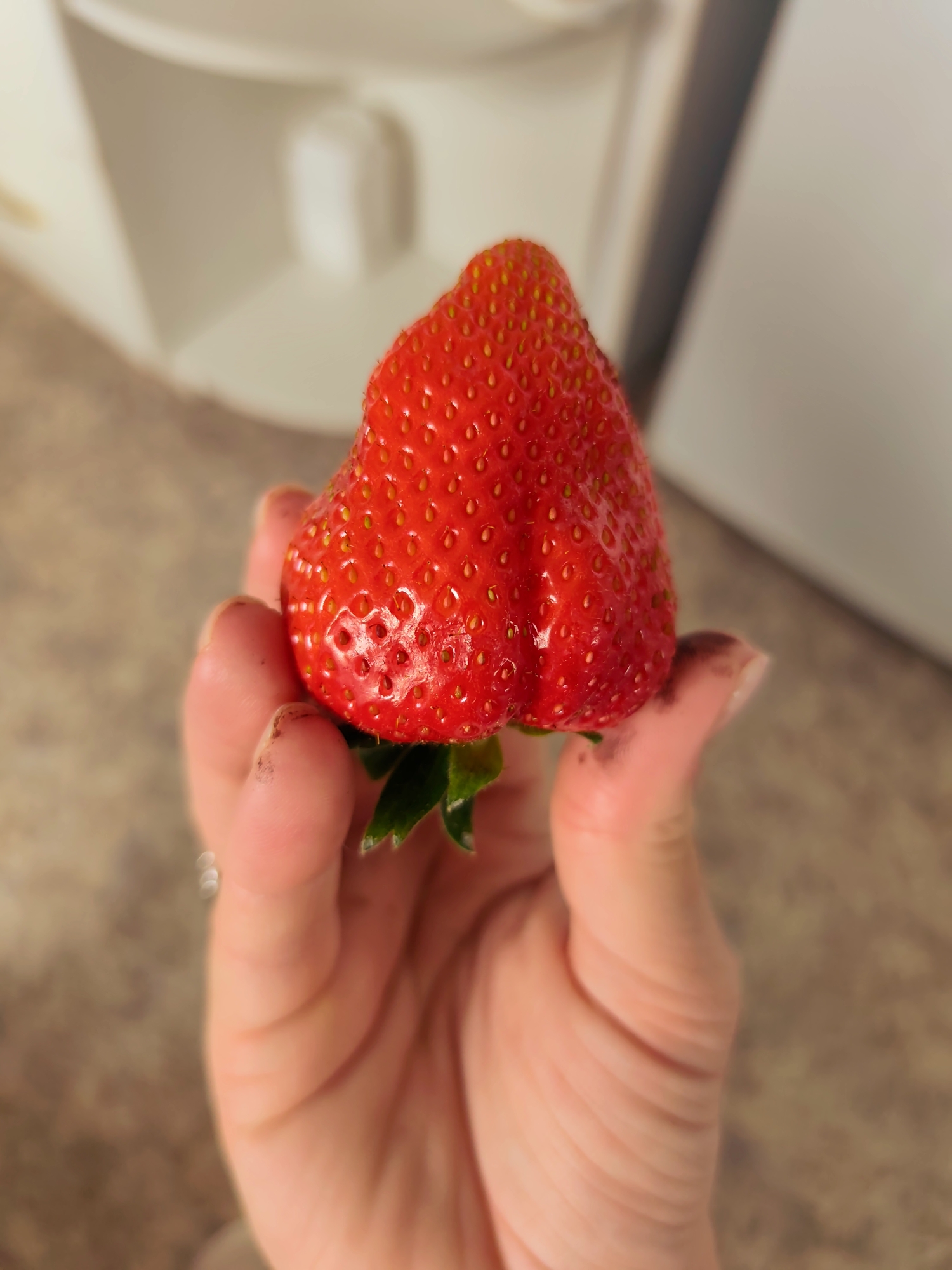 A person's hand holds a large, bright red strawberry with green leaves. The background is blurred but appears to be an indoor setting with white walls and a countertop. There is no indication of the location being Chaikovsky, Russia.