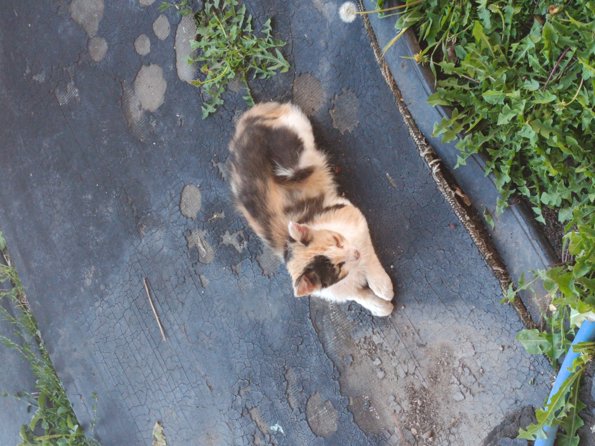 A calico kitten is resting on a dark, cracked surface. The kitten has patches of white, black, and orange fur. It is lying down with its paws tucked under its body, looking down with its eyes partially closed. Green weeds and grass are growing around the edges of the surface. In the background, more weeds and sparse vegetation are visible. The overall scene appears to be outdoors, possibly in a yard or a neglected area. The specific location of Kralev Dol, Bulgaria is not discernable from the visual information in the image.