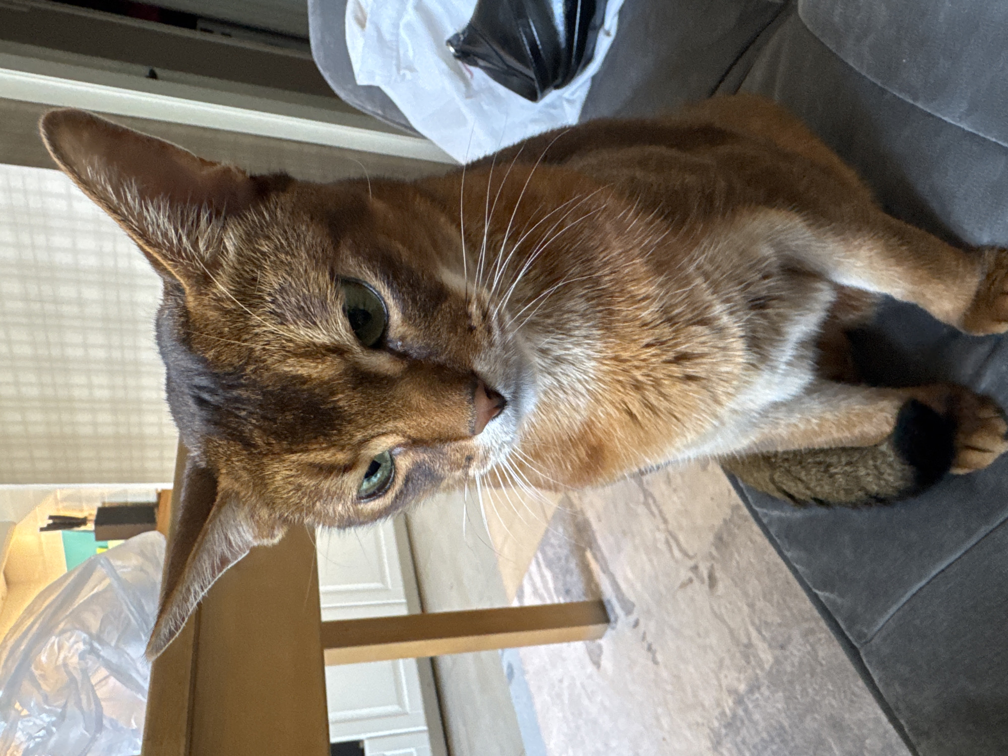 A medium shot captures an Abyssinian cat sitting on a gray surface. The cat is facing forward with a slightly grumpy expression and green eyes. Its fur is a rich reddish-brown with dark tabby markings. The cat's front paws are resting on its lap, and its tail is curled around its hindquarters. In the background, a wooden table with a white plastic bag on it is visible, as well as a light-colored rug and some cabinets. The scene appears to be indoors, possibly in a home. The image does not contain any identifiable landmarks or clues to determine its location in Moscow, Russia.