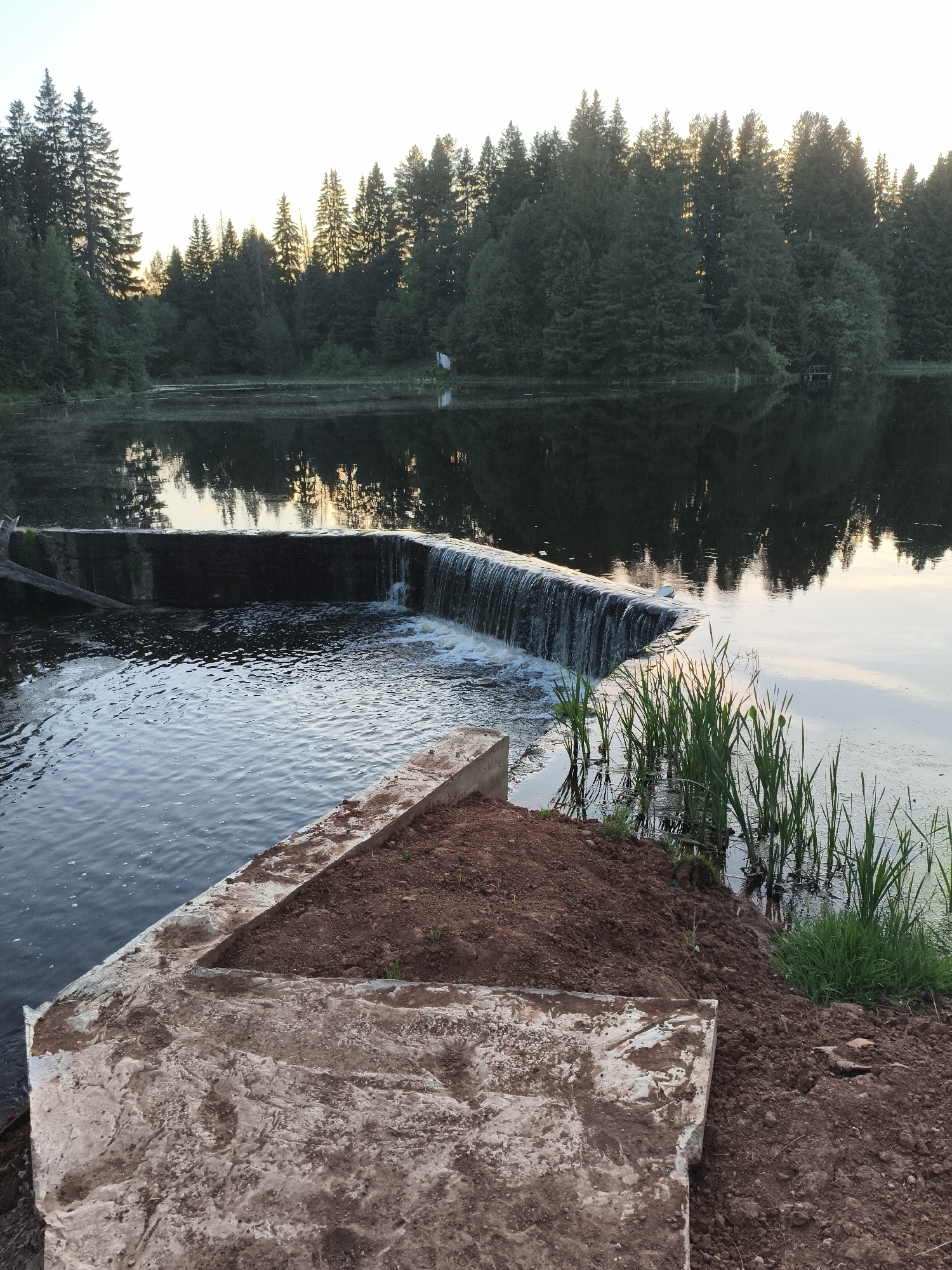 The image depicts a small concrete dam in Russkii Vozhoi, Russia. Water flows over the dam into a pond or small lake, reflecting the trees on the opposite bank. The foreground shows concrete structures and earthwork, indicating recent construction or modification to the dam's edge. Tall grass grows along the water's edge on the right side. The background features a dense forest silhouetted against the sky. The sky suggests either early morning or late evening due to the soft light.