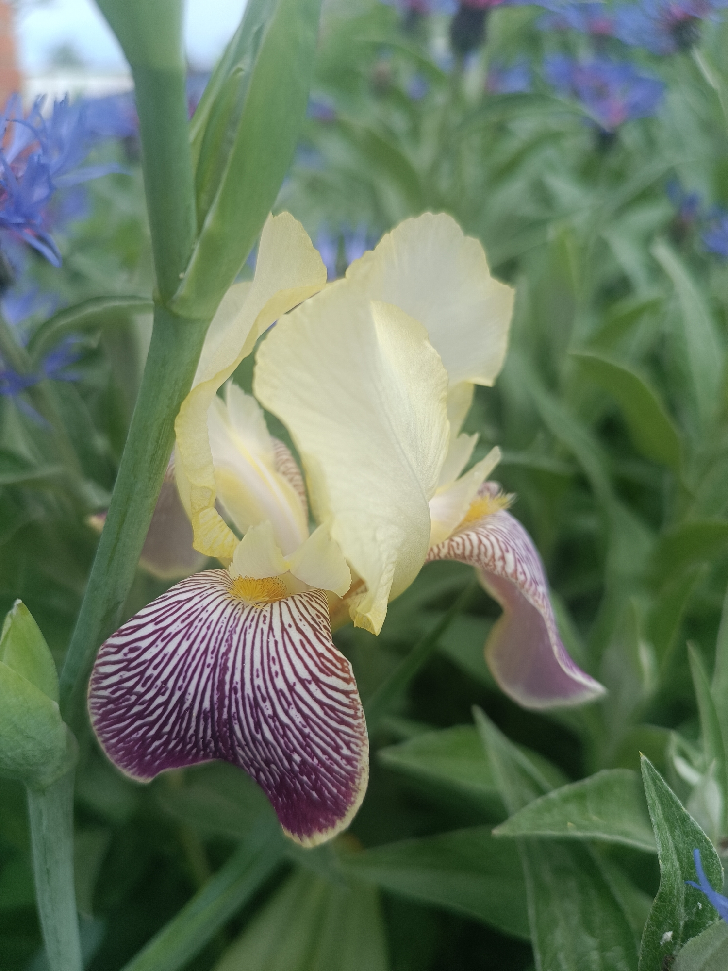 A close-up shows a light yellow iris flower with purple striped lower petals in an outdoor setting. Green leaves and stems are visible in the background. There are also some blue flowers in the background. The specific location is not definitively identifiable as Chaikovsky, Russia from the image alone.