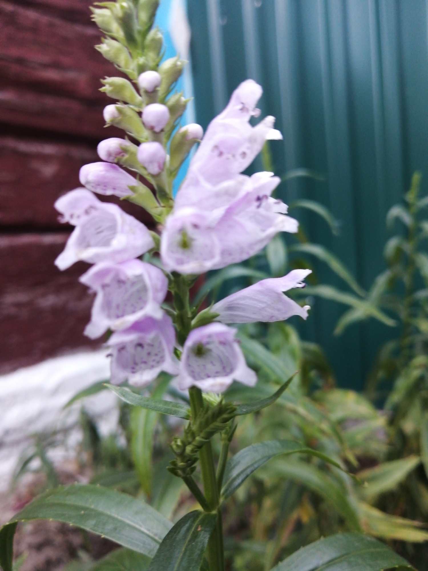 A close-up, slightly out-of-focus image depicts a spike of pale purple flowers, possibly Obedient Plant, in bloom. The flowers have a tubular, trumpet-like shape with speckled interiors. They are arranged along a vertical stem, with some buds still developing at the top. The background is a mix of blurred elements: on the left, a dark brown, wooden textured surface, likely a fence or wall; in the center, a bright blue and white vertical stripe, possibly part of the same structure; and on the right, a muted teal-colored corrugated surface, also appearing to be a fence. Lush green foliage, likely from the same plant and other surrounding greenery, fills the lower and right portions of the frame. The lighting suggests it might be daytime, with the soft focus contributing to a gentle, natural ambiance. The scene appears to be in a garden or outdoor setting, possibly within the urban landscape of Доўгаўскі сельскі Савет, Belarus, given the presence of man-made structures like fences alongside the flora.