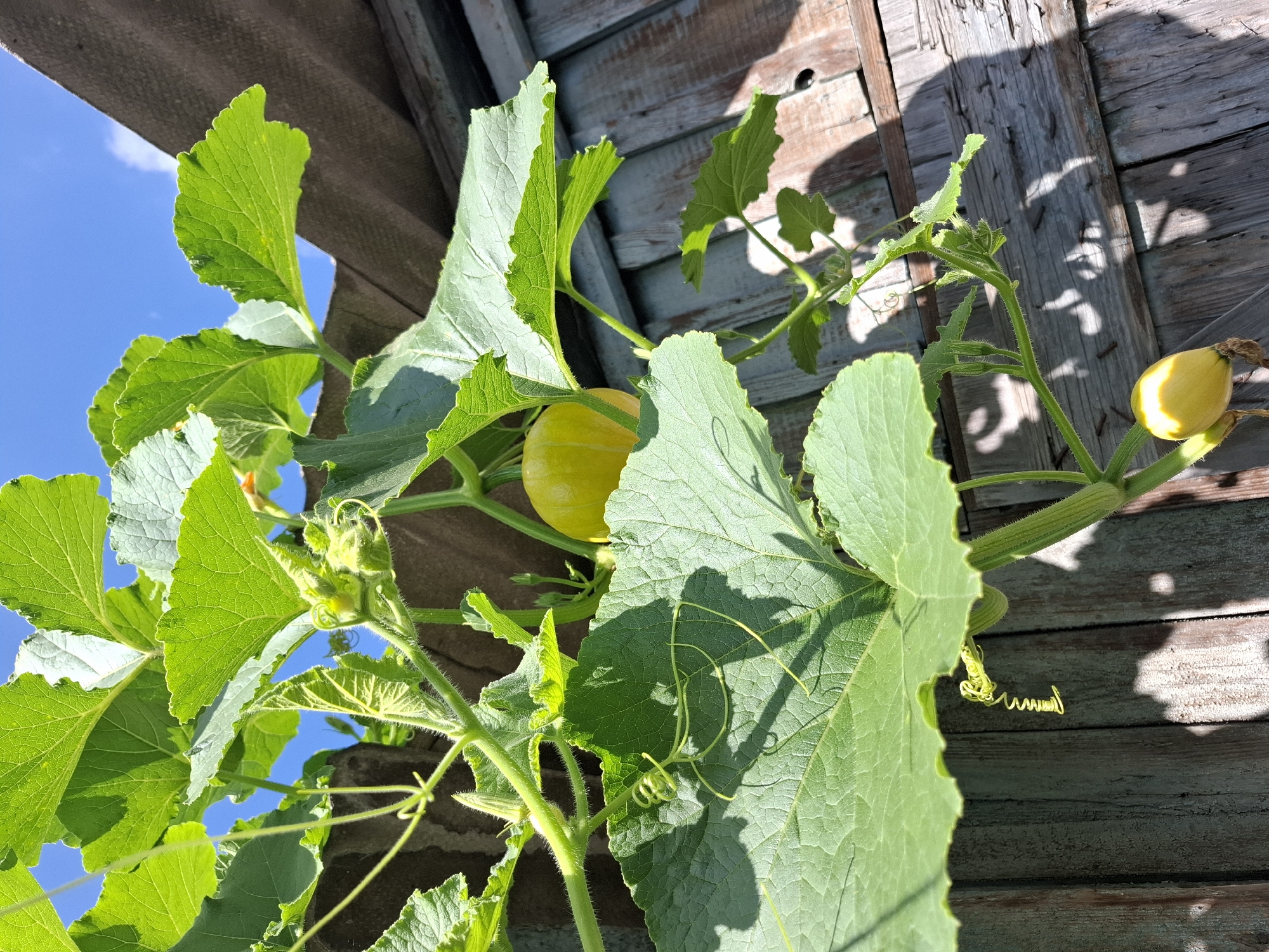 A close-up, low-angle shot features a yellow squash plant with large green leaves and developing squash, set against a rustic wooden background and a bright blue sky. The plant is growing vertically, with tendrils curling around the stems. One prominent yellow squash is visible, partially obscured by leaves, and another smaller, immature squash is lower on the plant. The wooden structure appears weathered and aged, with visible planks and nails. The overall impression is one of a garden or backyard setting, likely in a rural or semi-rural area. Given the context of Tyumen, Russia, this scene could be from a dacha garden, a common feature of Russian country homes, where residents grow their own produce.