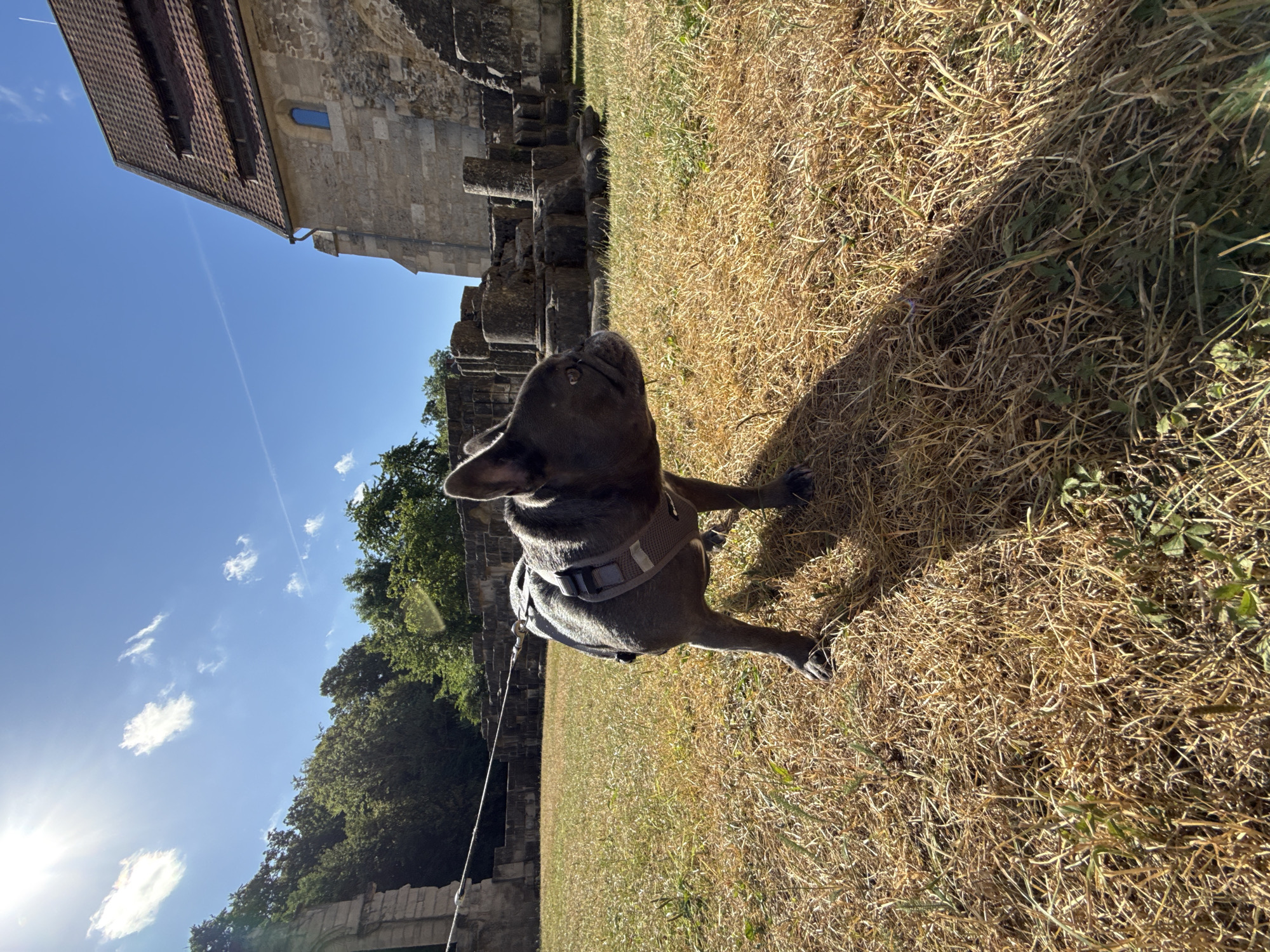 A French bulldog on a leash stands on dry grass in the courtyard of the Walkenried Abbey ruins in Walkenried, Germany. The dog is grey with a harness. Behind the dog are stone ruins and a building with a red tile roof. The sky is blue with some white clouds and the sun is shining brightly.