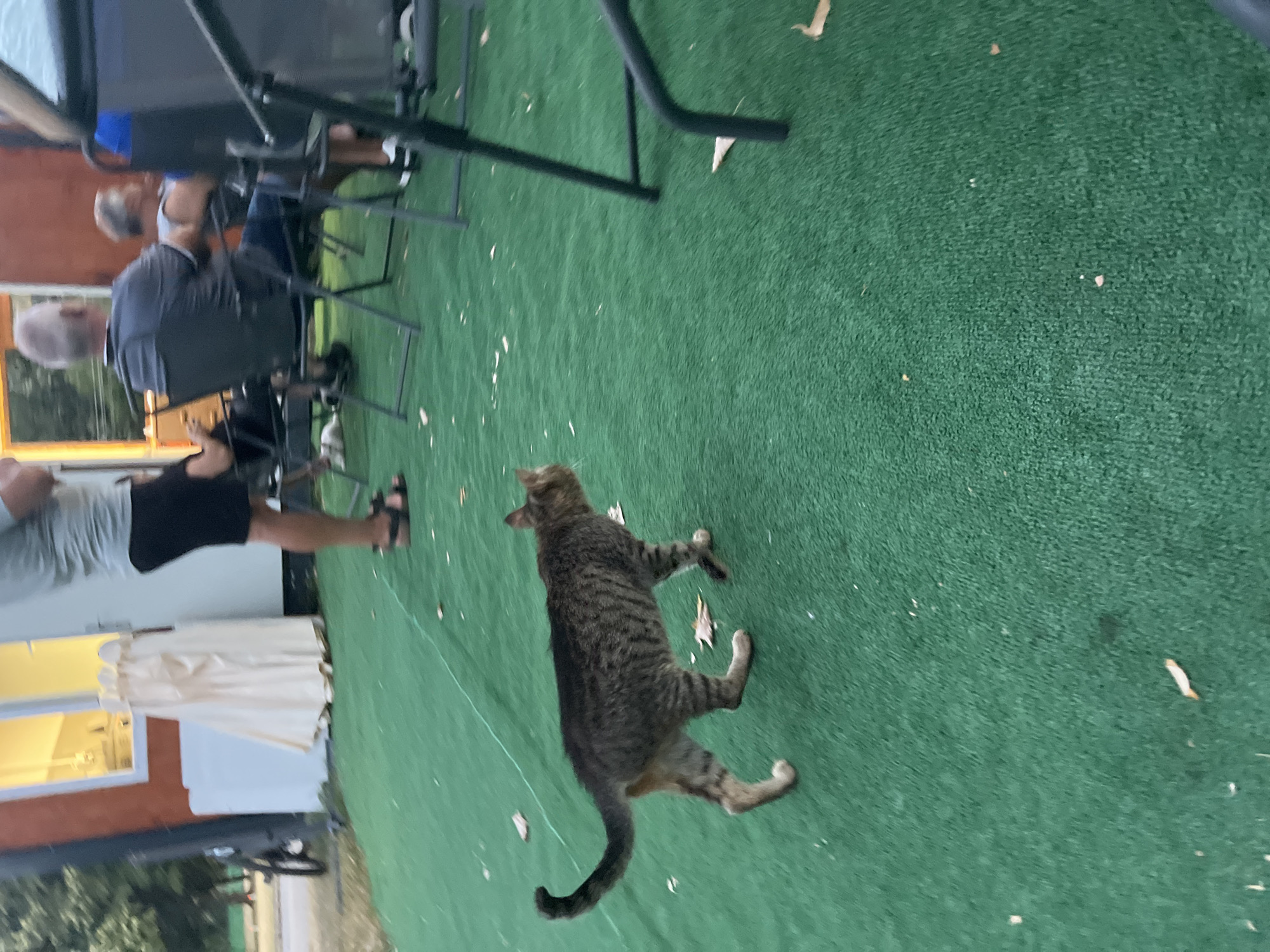 A tabby cat walks across a green, artificial turf surface in front of a small building. Several people are seated in chairs in the background, some of whom are facing away from the camera. The building has a large window with an interior light. The scene appears to be outdoors. The image does not provide any specific details that would allow for identification of the location in the city of Vratsa, Bulgaria.