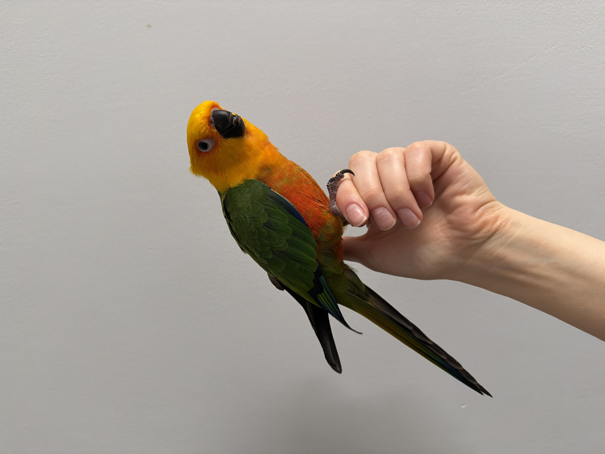 An image taken indoors in Khimki, Russia, depicts a Sun Conure parrot perched on a human hand. The background consists of a plain, light grey wall. The parrot displays predominantly yellow plumage on its head, neck, and upper chest, transitioning to orange on its lower chest and belly, and green on its back, wings, and upper tail feathers. Blue coloration is present on its primary flight feathers. Its beak is dark grey/black, and its dark eyes are encircled by a white periophthalmic ring. The parrot's dark, scaled feet and sharp claws securely grip the knuckles of a fair-skinned human hand. The hand exhibits well-maintained, short, natural-colored fingernails. The hand is held in an upright position, and the parrot faces slightly right, with its head turned towards the viewer.