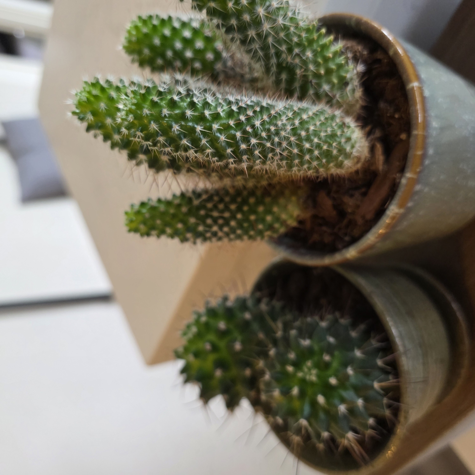 This media file shows two potted cacti placed on a light-colored surface, likely a shelf or table, with a soft focus background. The cactus in the foreground is more clearly visible, displaying its green, cylindrical stems covered in numerous small, white spines. The pot it is in is a muted green, metallic-looking container. The second cactus, positioned behind and slightly above the first, is also green with white spines, but it is more out of focus.
The scene appears to be indoors, possibly in a home or office, given the soft lighting and neutral background. There are no people visible. The lighting suggests it could be daytime, but there are no strong shadows to indicate direct sunlight. The overall mood is calm and still, highlighting the natural forms of the cacti. The location context of Beaverton, United States of America, does not provide specific visual cues within the image itself, but it grounds the setting. There is no visible text in the media file.