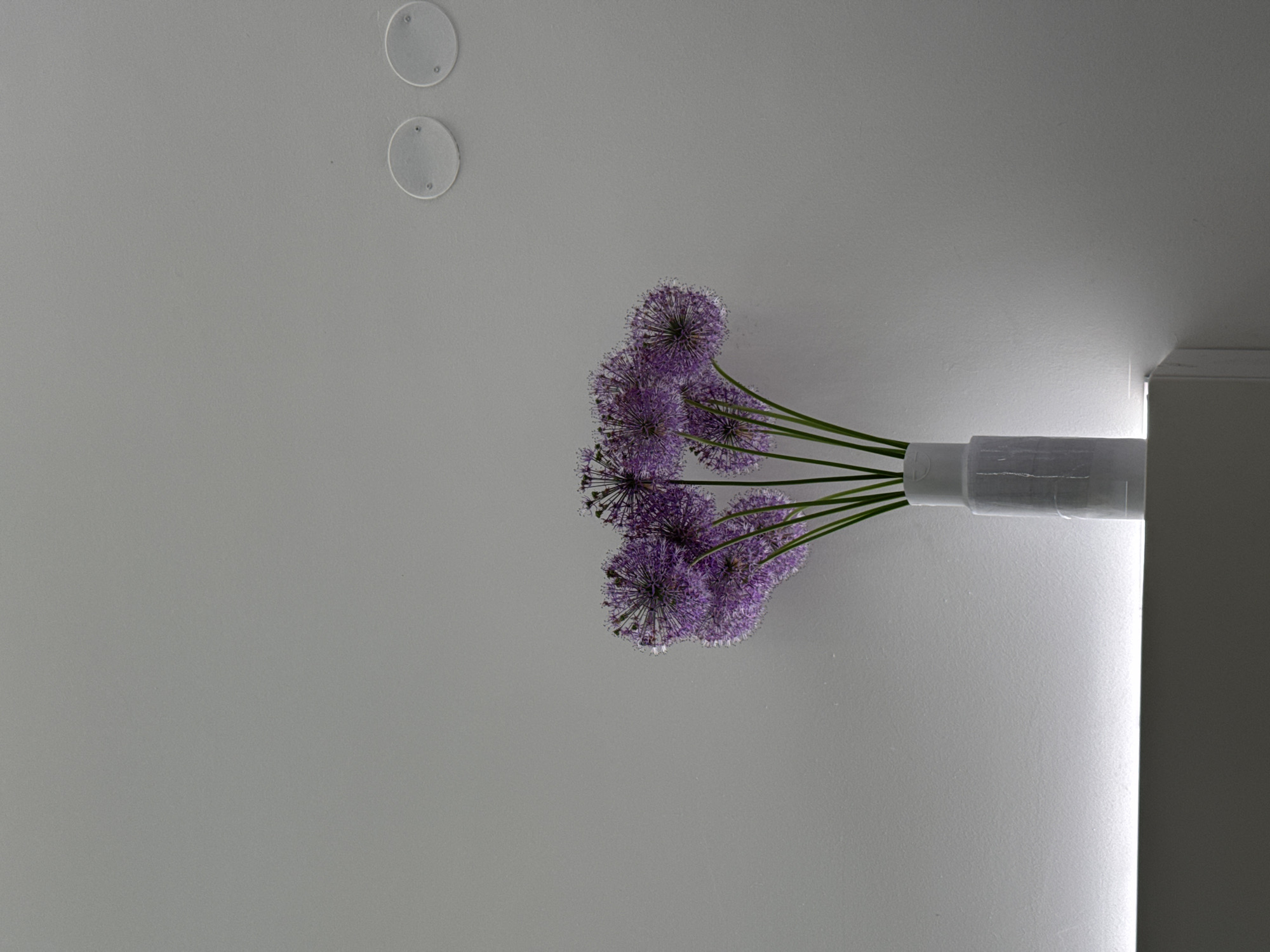 The image shows a bouquet of purple allium flowers in a white vase. The vase is positioned near a white wall with two circular white objects on it. The background is also white, and part of a ceiling is visible in the corner of the image. There are no people in the picture. There is no information indicating this image was taken in Izhevsk, Russia.