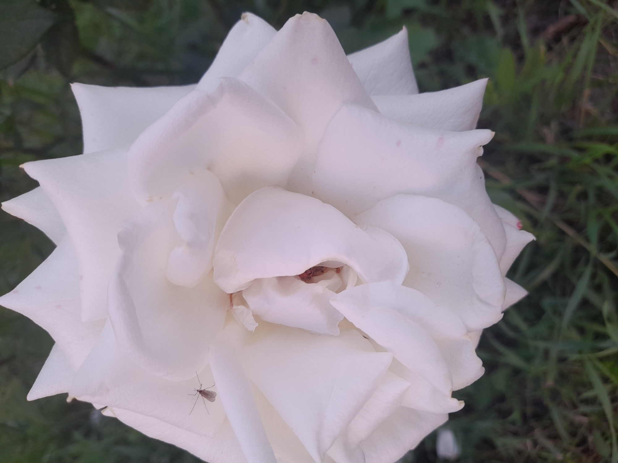This is a close-up, top-down shot of a white rose in Kliushnykivka, Ukraine. The rose is fully bloomed, with many layered petals creating a soft, full bloom. The petals are a clean white with faint pink tinges and slight imperfections, giving the flower a natural appearance. In the center of the rose, the darker, more tightly packed petals are visible.
A small insect, possibly a mosquito, is perched on one of the lower petals on the left side of the frame. The background consists of out-of-focus green foliage and grass, suggesting the rose is outdoors in a garden or natural setting. The lighting appears to be natural, likely from daylight, as there are no harsh shadows. The image conveys a sense of quiet nature and the delicate beauty of a flower. There is no visible text in the image.