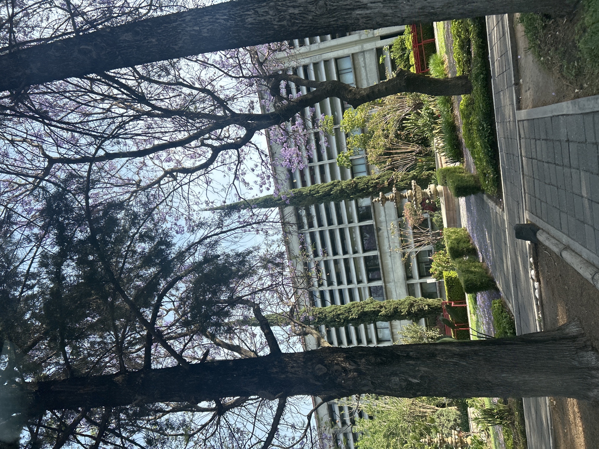 The image captures an outdoor scene, likely a campus, park, or public garden, characterized by abundant greenery and a prominent building. The perspective is from beneath a canopy of trees, with several large tree trunks and a dense network of branches dominating the foreground and midground. Many of these branches display sparse clusters of vibrant purple flowers, indicative of Jacaranda trees. A clear, pale blue sky is visible through the tree cover.
To the right of the frame, a tall, multi-story building with a distinctive architectural style stands. Its facade features a repeating pattern of light-colored concrete pillars and recessed windows, suggesting a modern or brutalist design, possibly belonging to an institutional or academic complex. The base of the building is lined with neat, dark green hedges and tall, slender evergreen trees.
On the far right, a paved walkway or sidewalk made of grey square tiles extends horizontally across the lower part of the image, bordered by a strip of unpaved ground. In the background, further landscaping includes various shrubs and plants, and hints of garden features like a red bench and a stone fountain are visible in the cropped segments.
The scene is devoid of people, presenting a tranquil and static view of nature integrated with architecture. The bright, clear sky indicates it is daytime with good weather conditions. There is no visible text in the image.