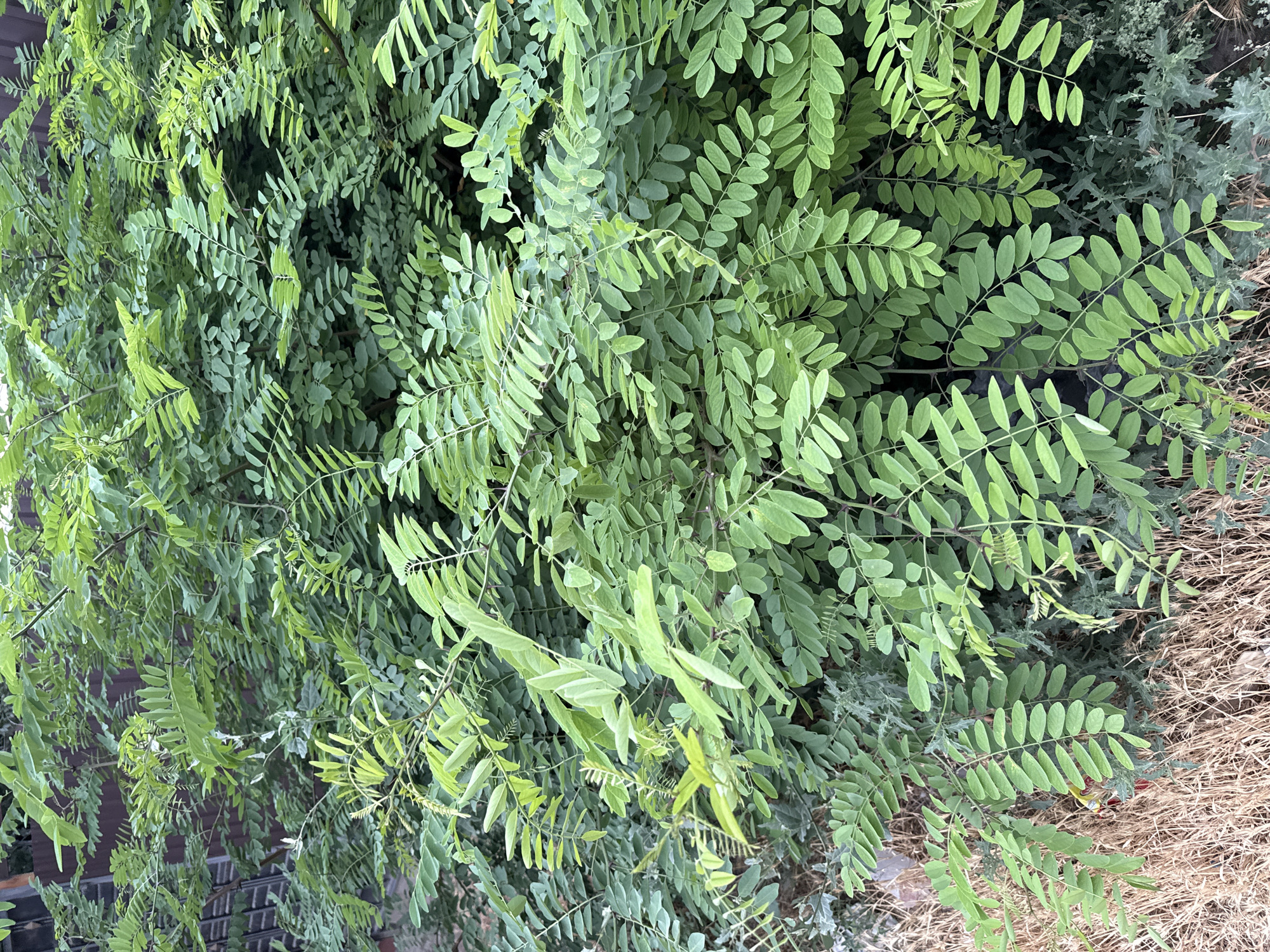 The image shows a close-up, top-down view of a dense green bush with many small, oval-shaped leaves. The leaves are arranged in compound structures along thin stems. The bush appears lush and healthy, with varying shades of green indicating different levels of light exposure and possibly new growth. Some leaves are a brighter, lighter green, while others are a deeper, more muted green.
In the background, to the right, there are elements of dry, straw-like material, possibly dead grass or mulch. Behind the bush, a dark, indeterminate area suggests a shadow or a darker background. Towards the bottom left of the image, there are glimpses of what might be a dark railing or fence structure, with some lighter, brick-like patterns visible beneath the foliage.
The lighting suggests it is daytime, with the sunlight creating variations in brightness and shadow within the dense foliage. There are no people or animals visible in the image. The focus is entirely on the texture and color of the plant. The overall impression is one of natural abundance and organic growth. There is no visible text in the image.